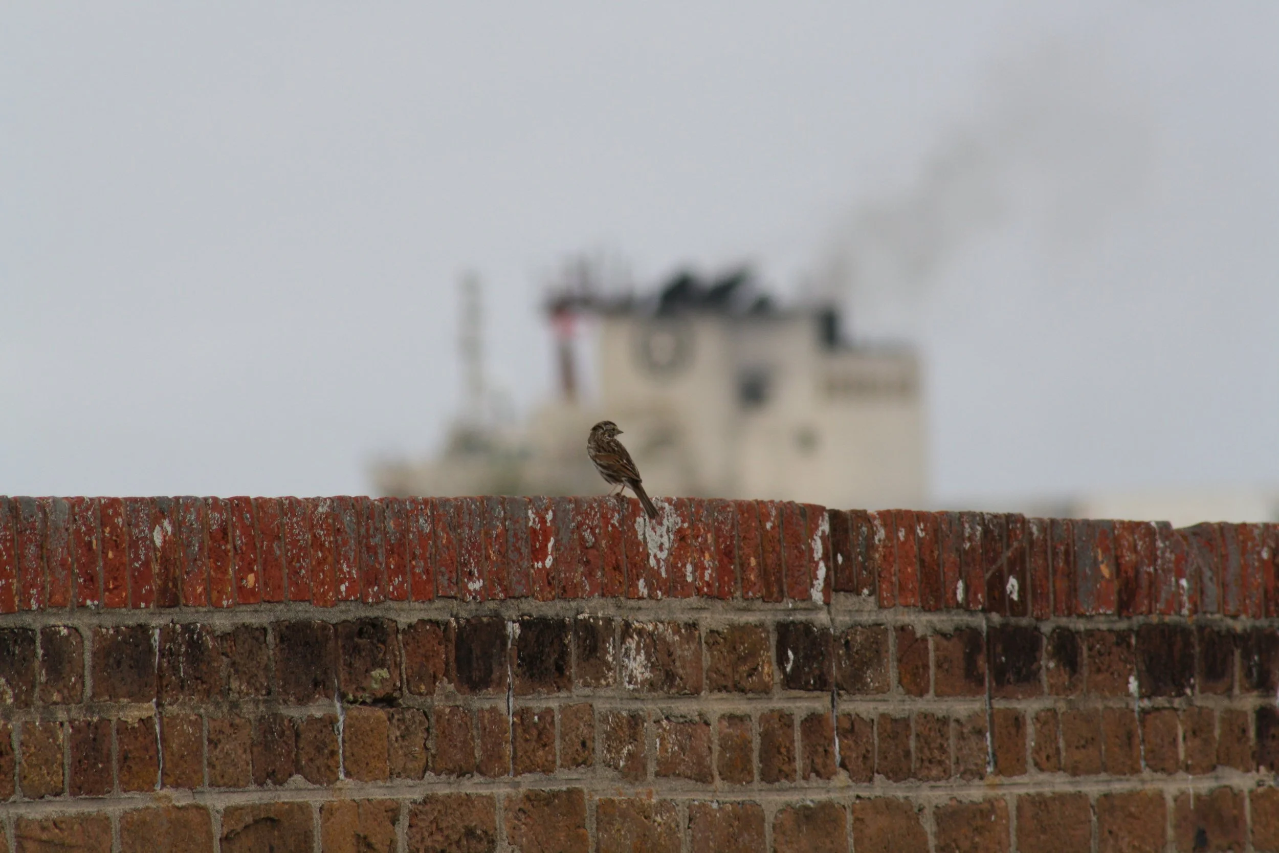 Savannah Sparrow, Fort Pulaski, GA, 2025.