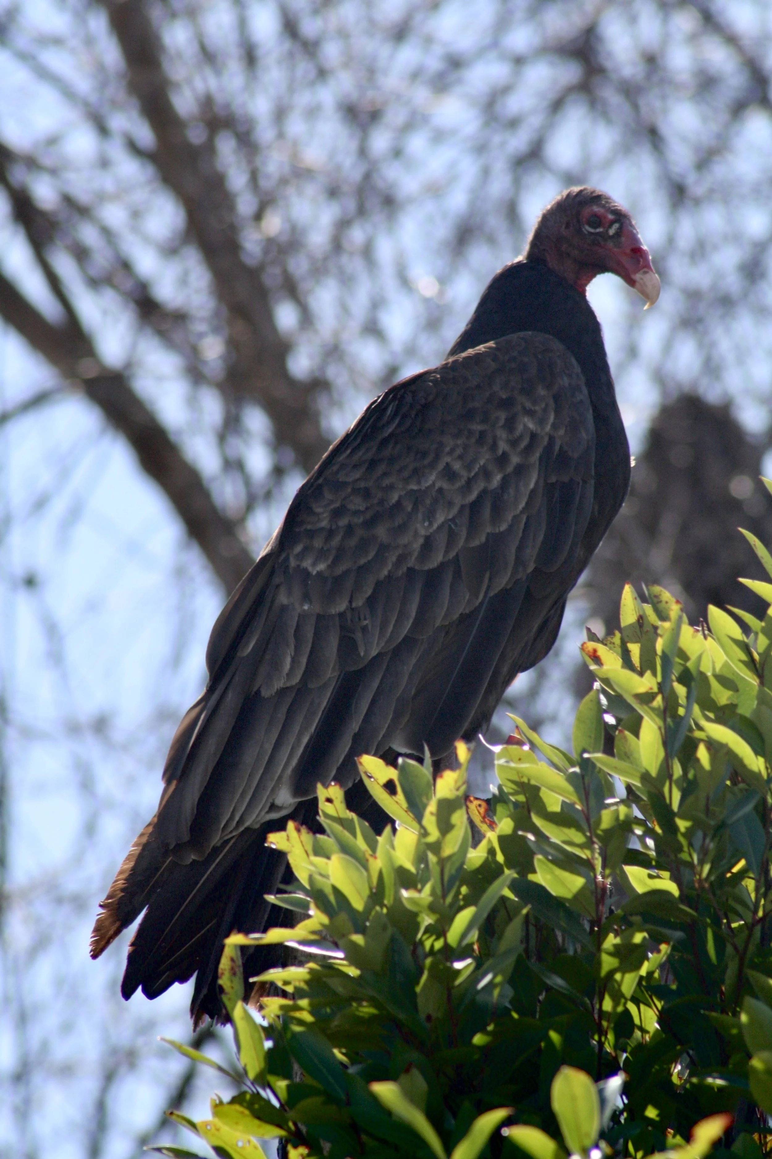 Turkey Vulture, Savannah, GA, 2026.