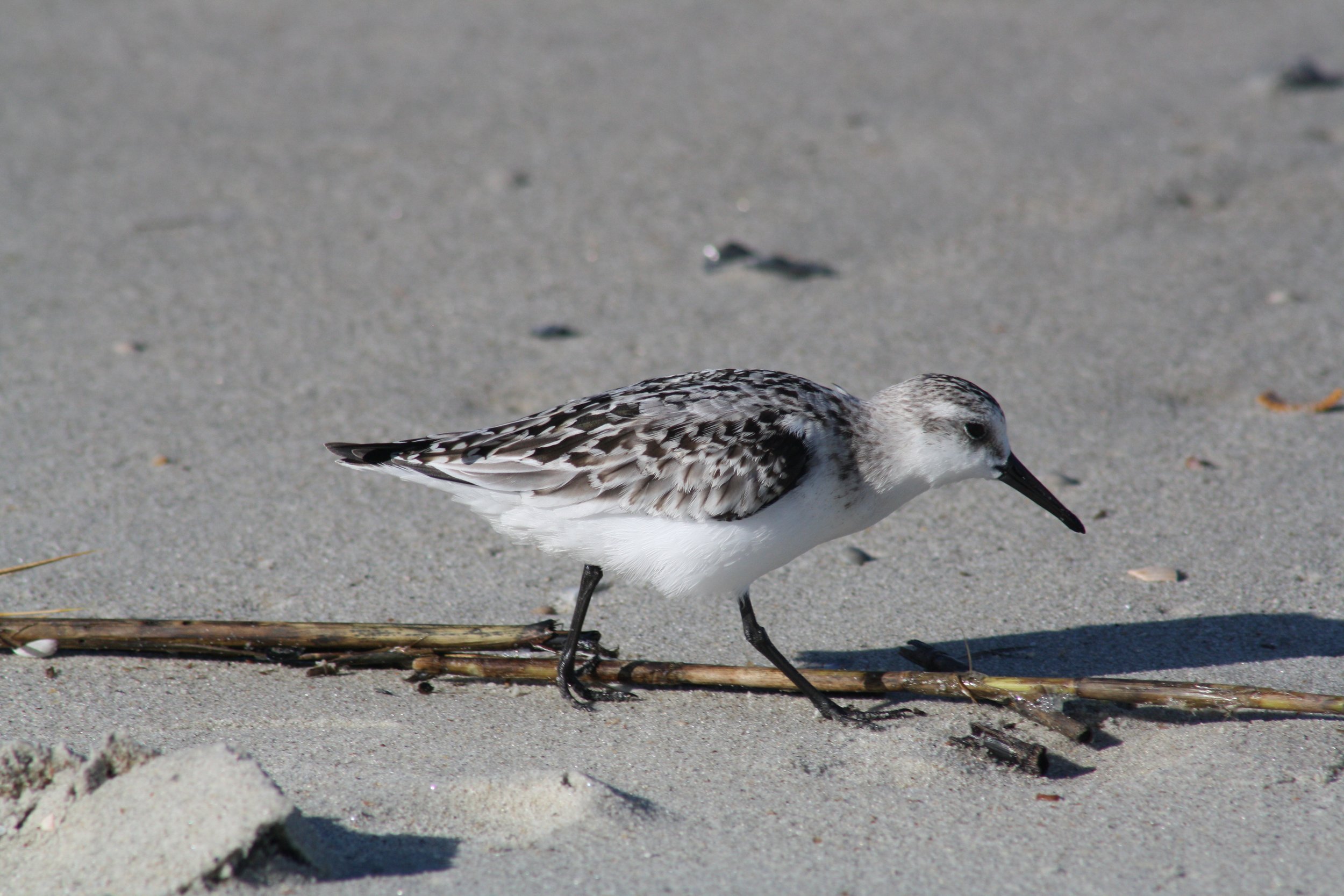 Sanderling, Tybee Island, GA, 2025.