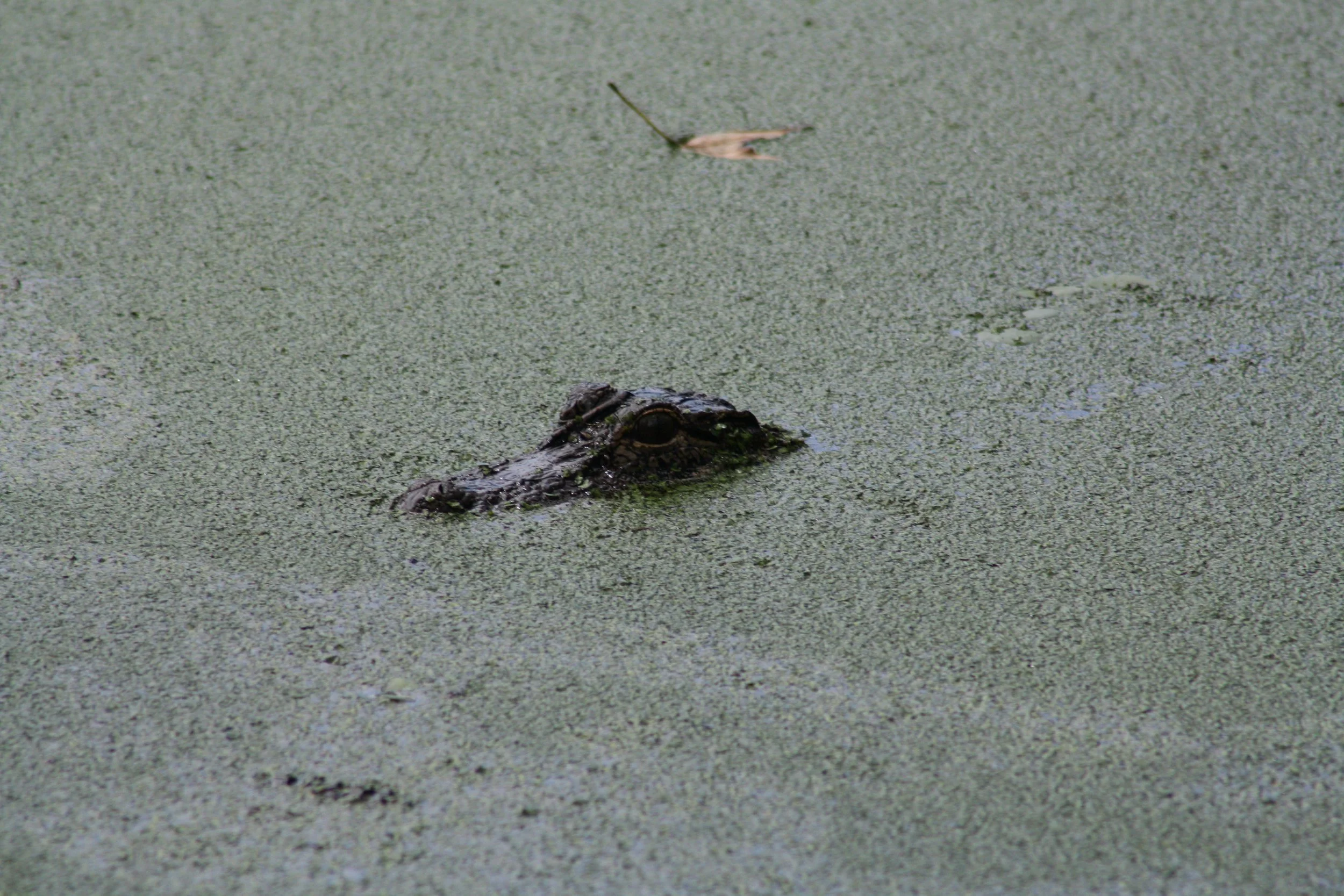 Alligator, Skidaway Island, GA, 2025.
