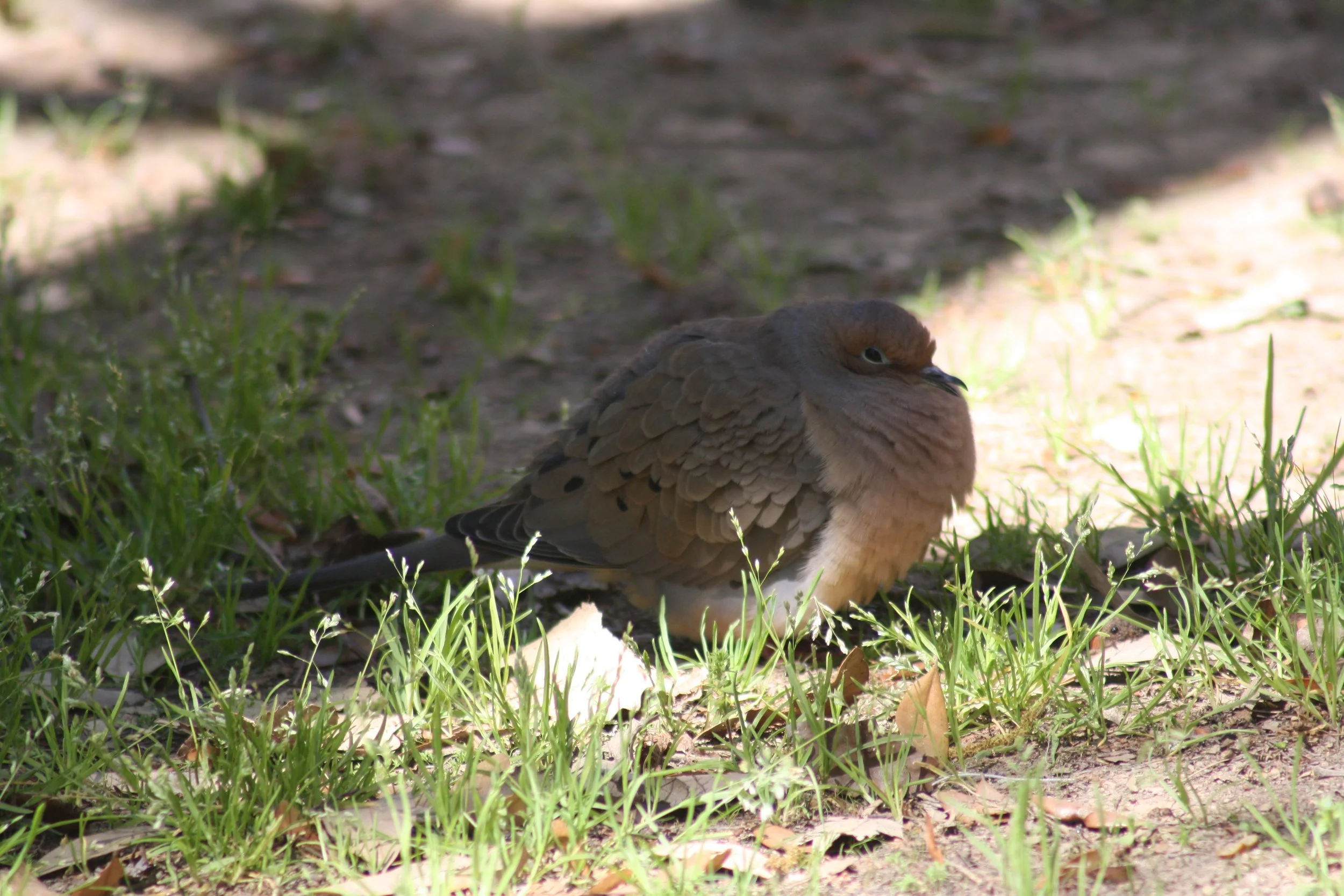 Mourning Dove, Augusta, GA, 2026.