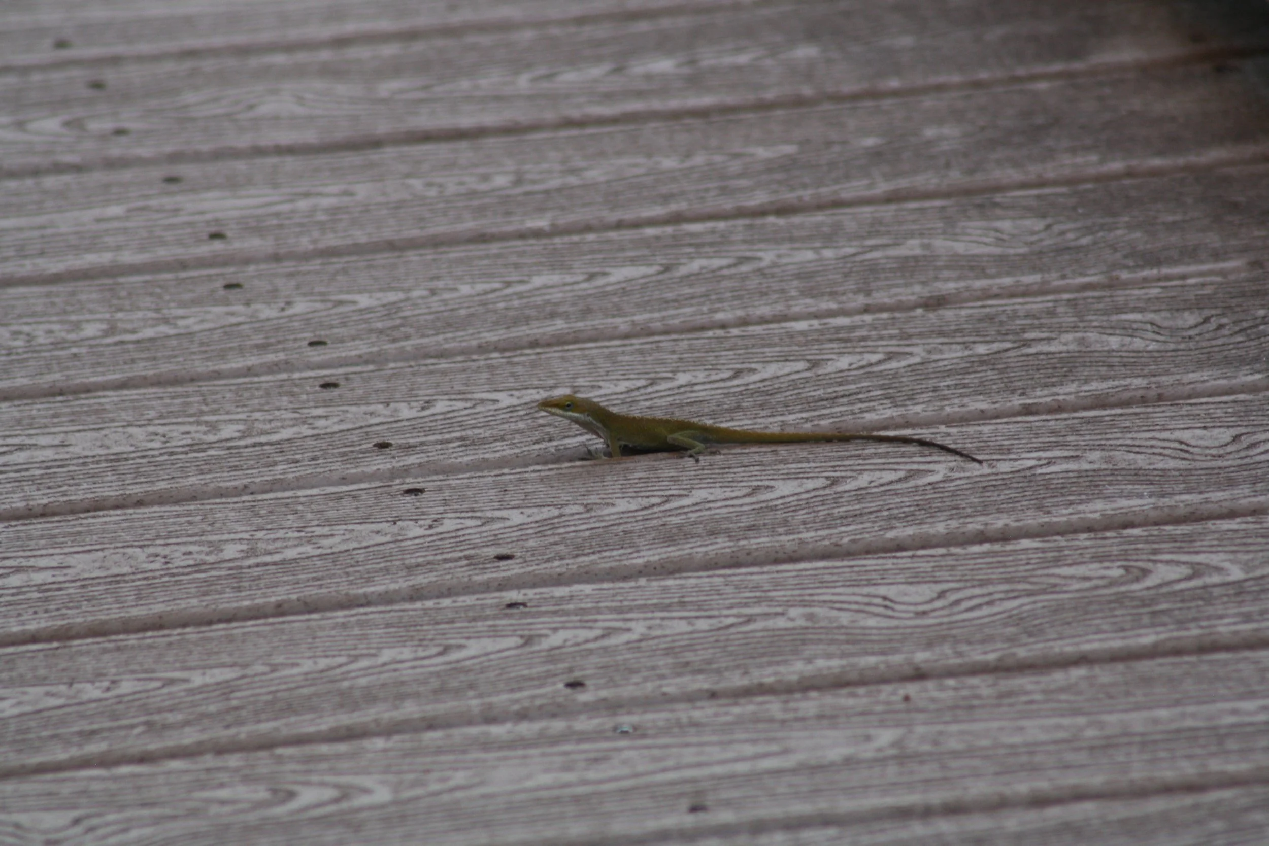 Green Anole, Okefenokee Swamp, GA, 2025.