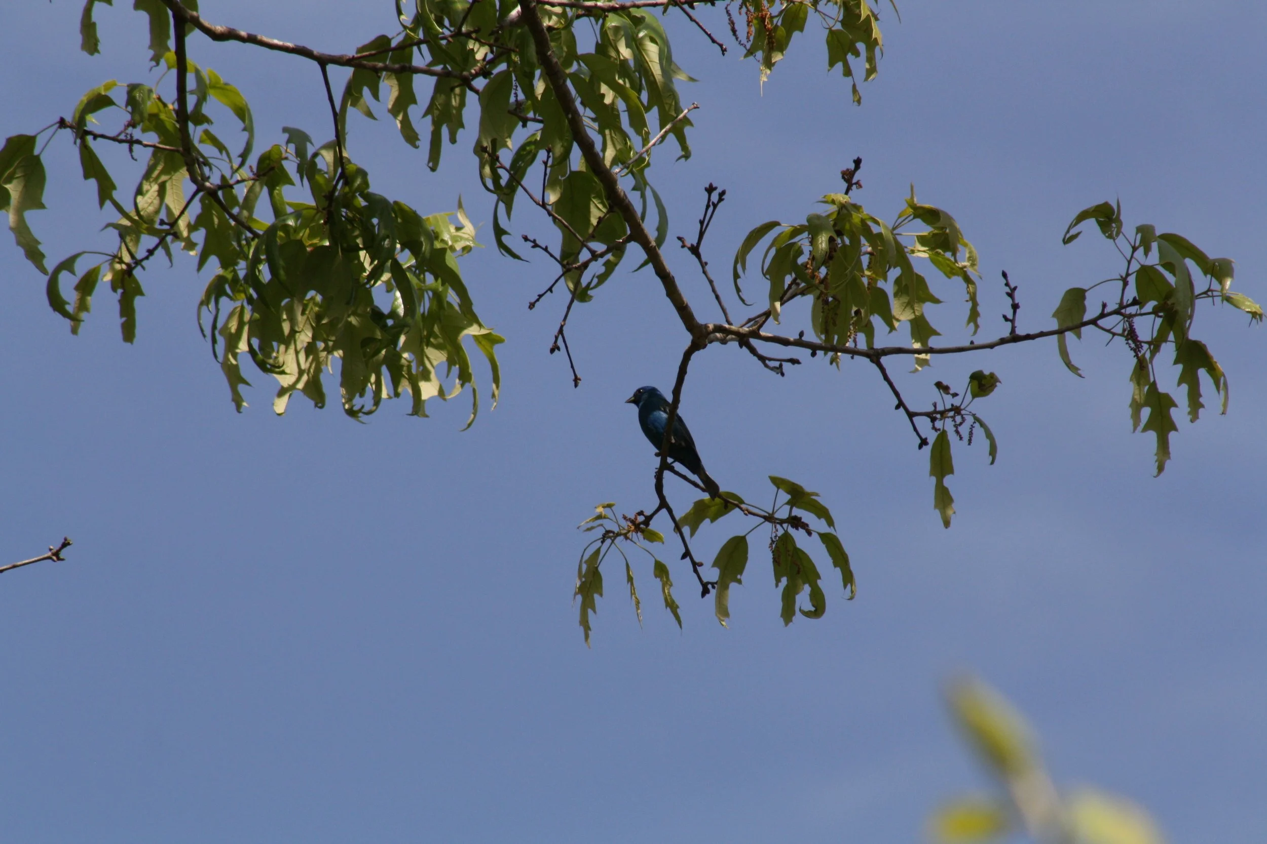 Indigo Bunting, Panola Mountain, GA, 2025.