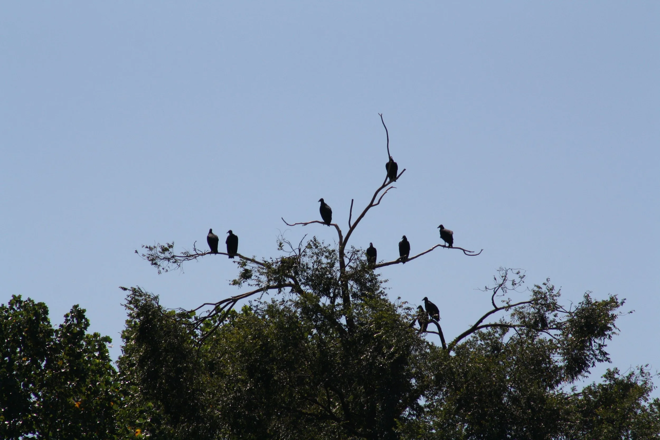 Black Vulture, Athens, GA, 2025.