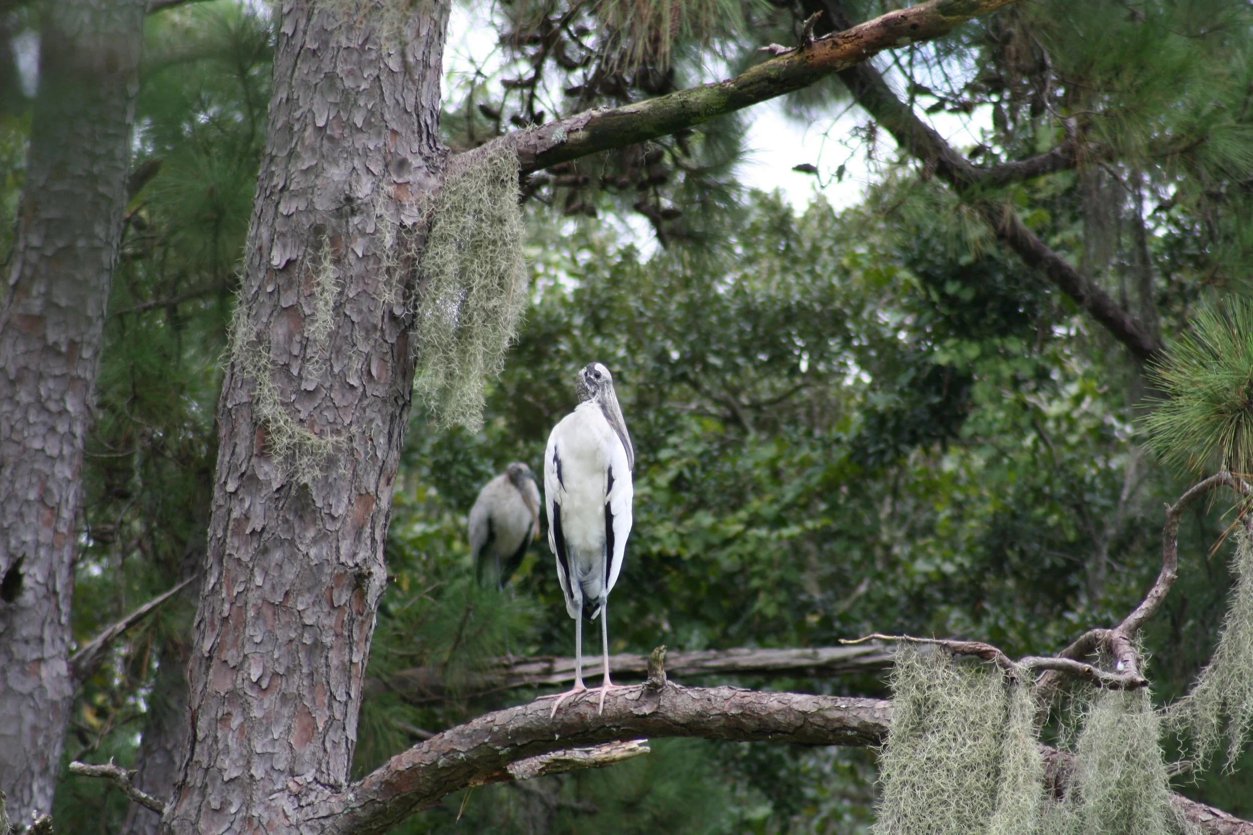 Wood Stork, Skidaway Island, GA, 2025.