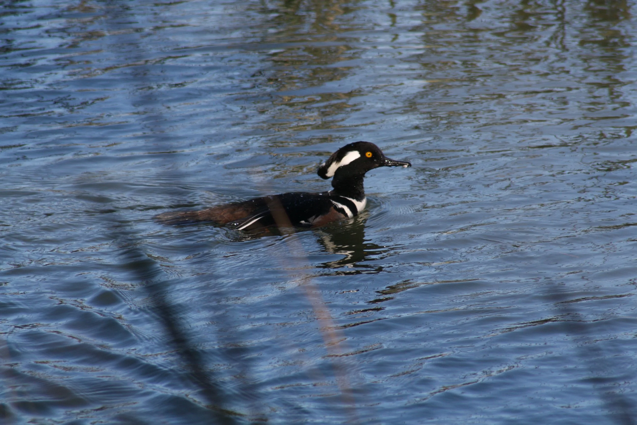Hooded Merganser, Skidaway Island, GA, 2025.