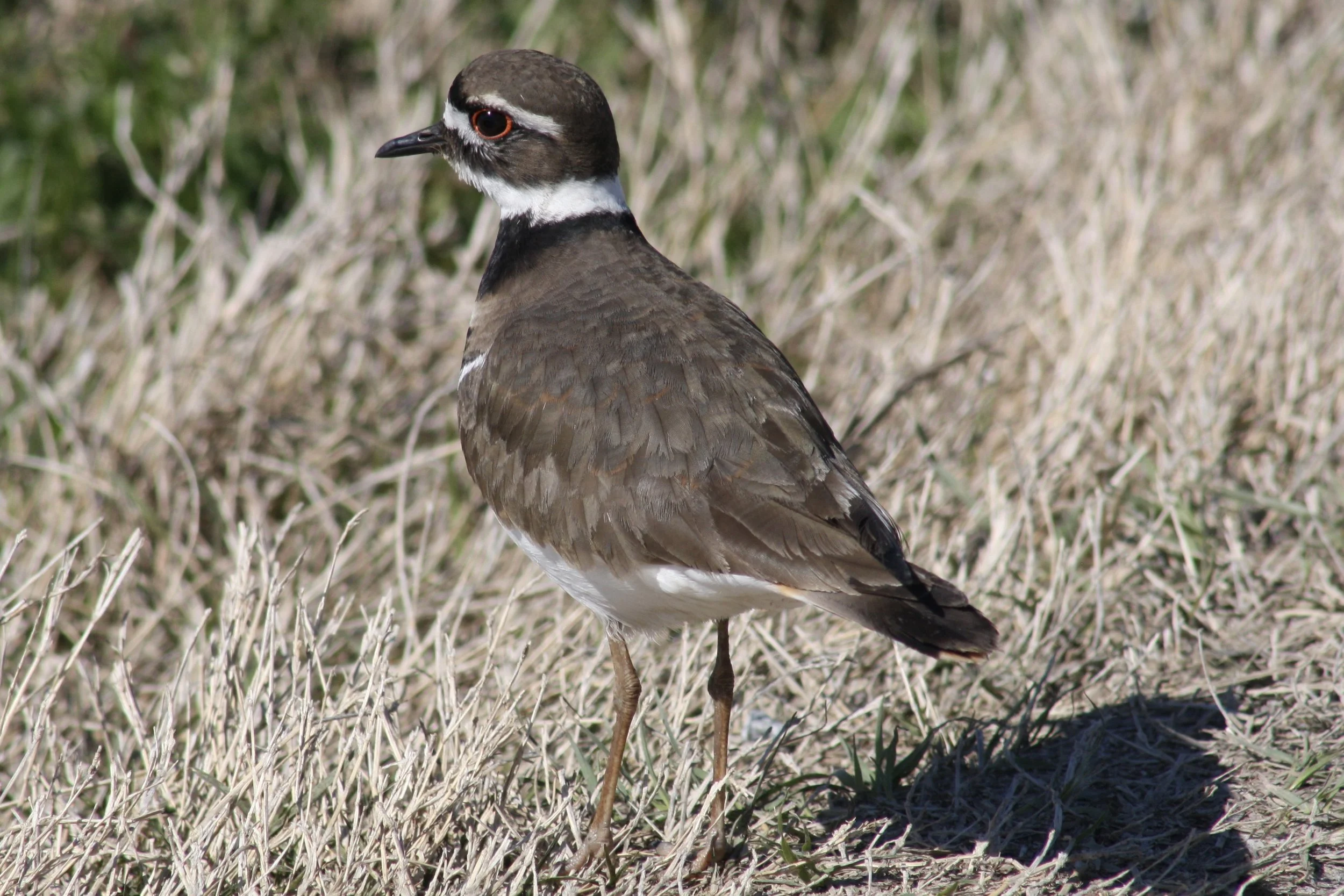 Killdeer, Savannah, GA, 2026.