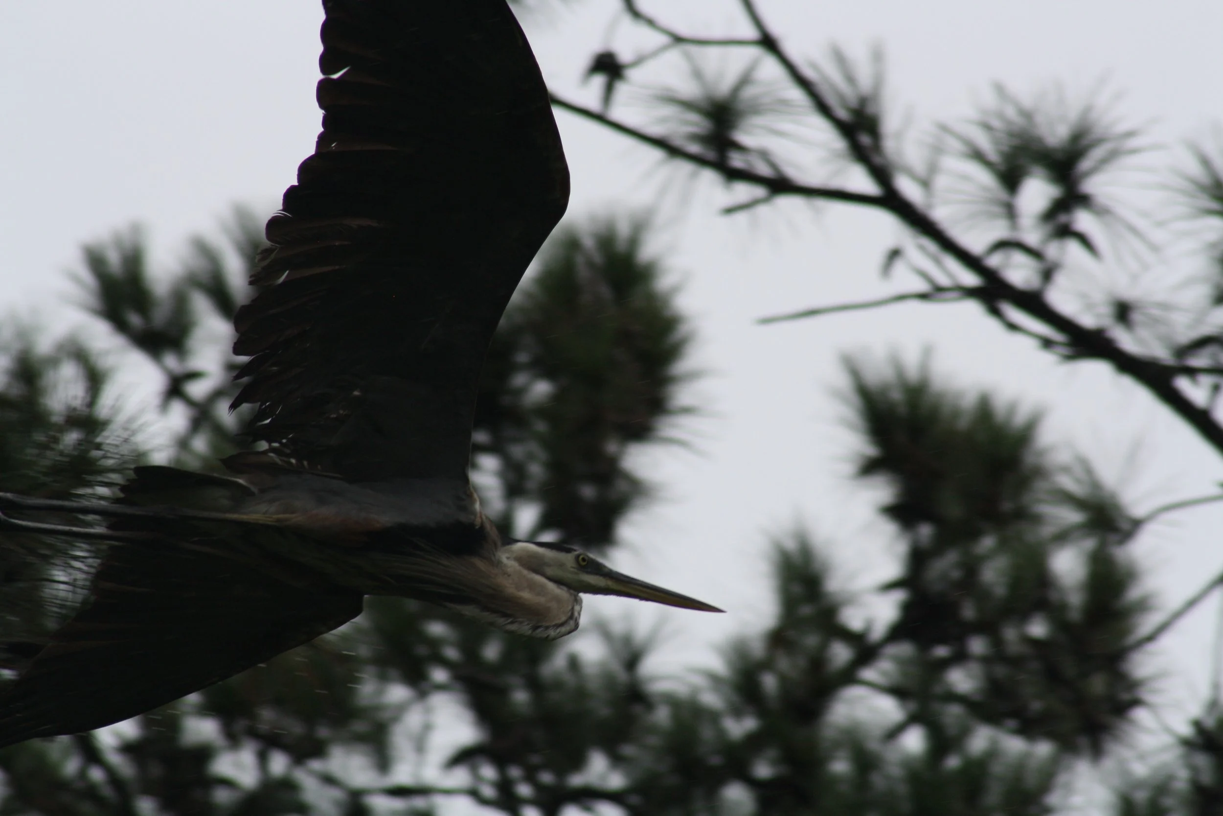 Great Blue Heron, Skidaway Island, GA, 2025.