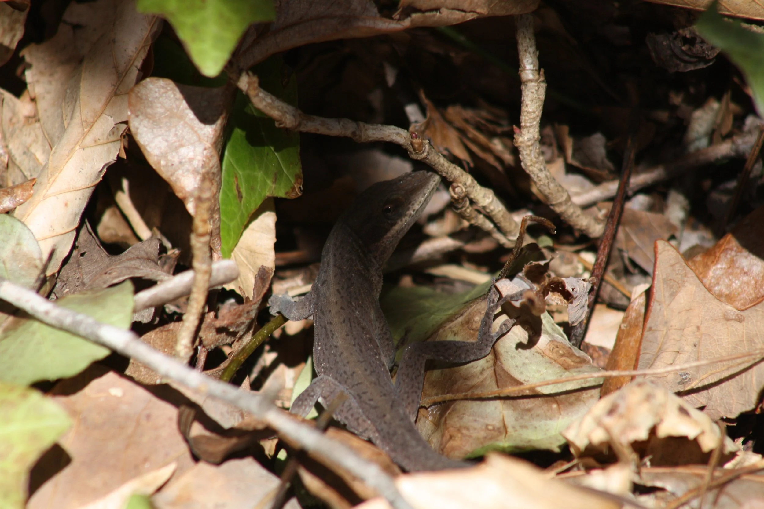 Green Anole, Atlanta, GA, 2025.