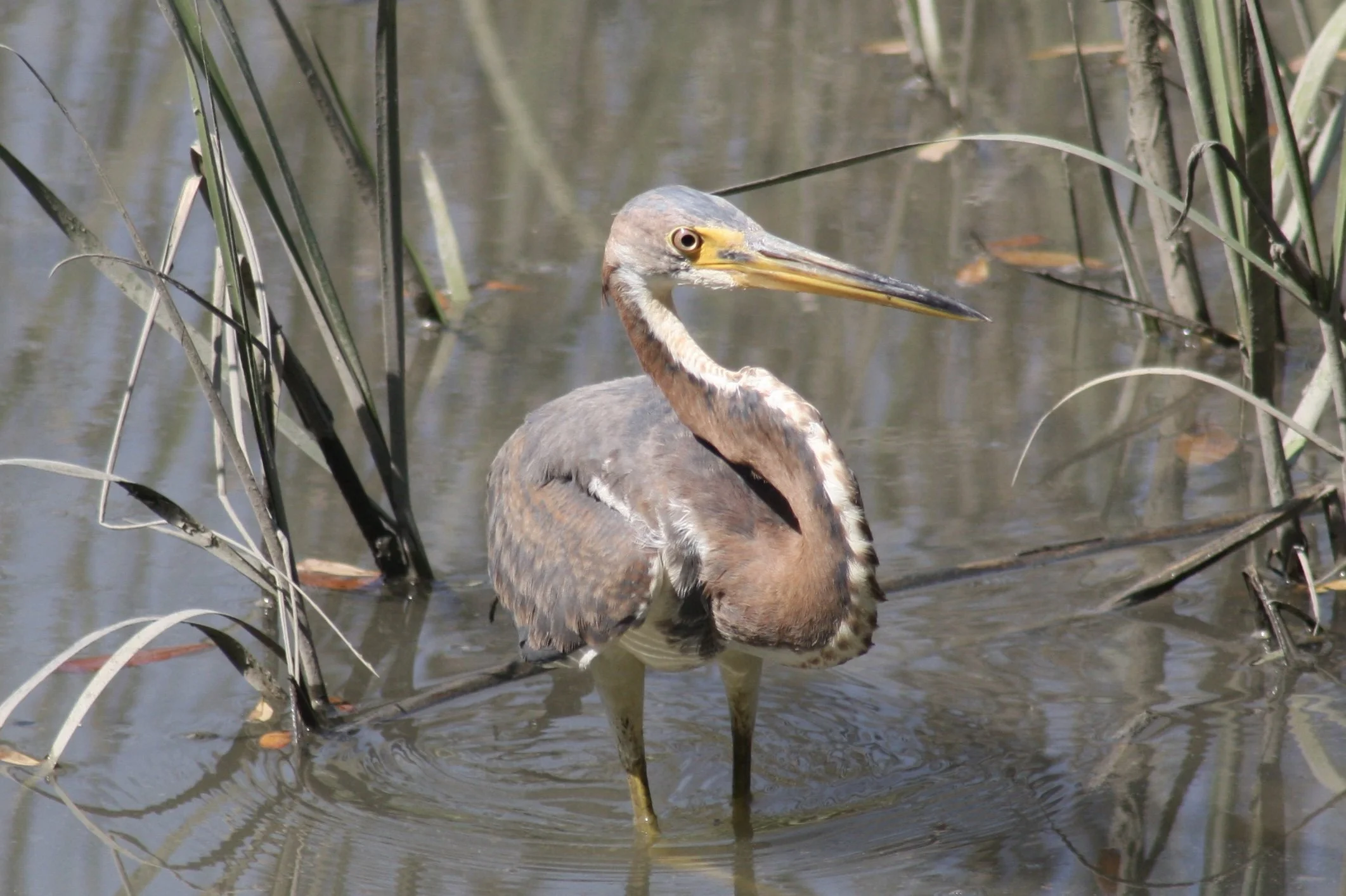 Tricolored Heron, Skidaway Island, GA, 2026.