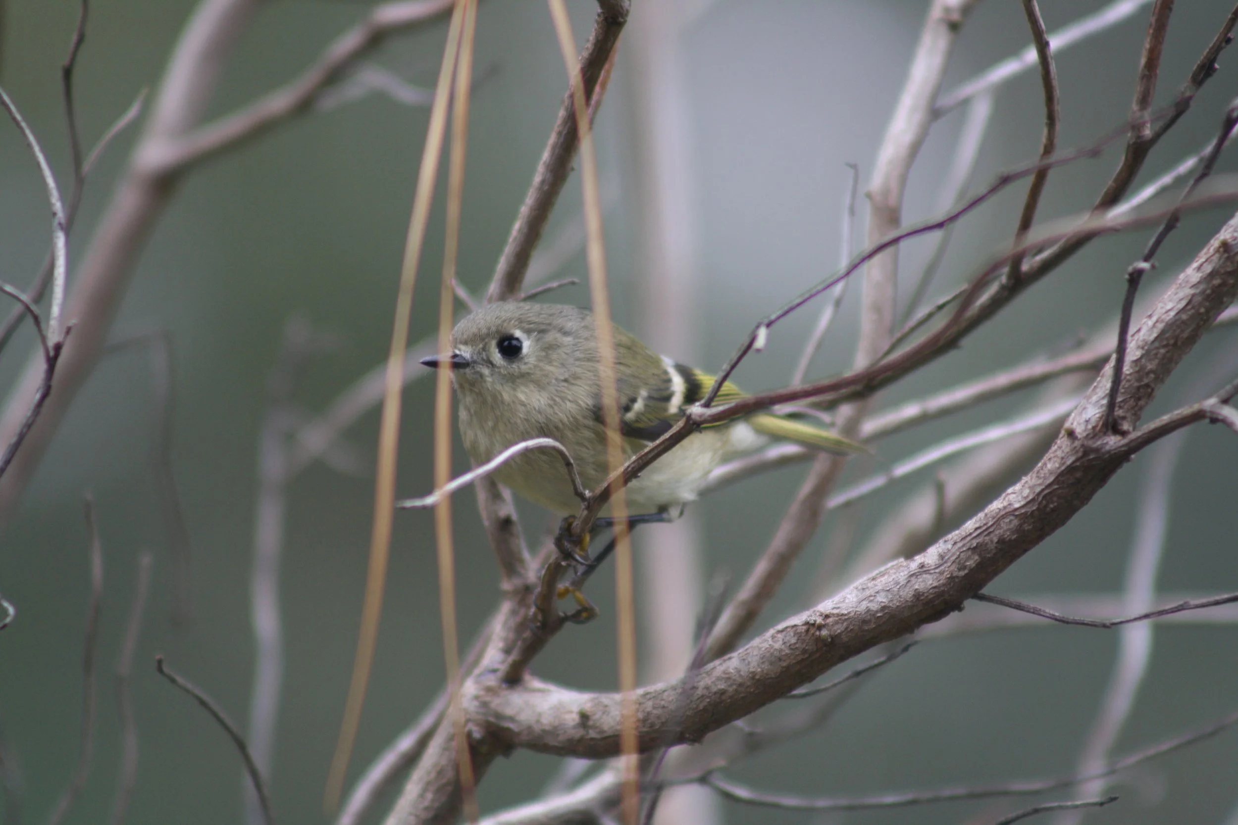 Ruby Crowned Kinglet, Skidaway Island, GA, 2025.