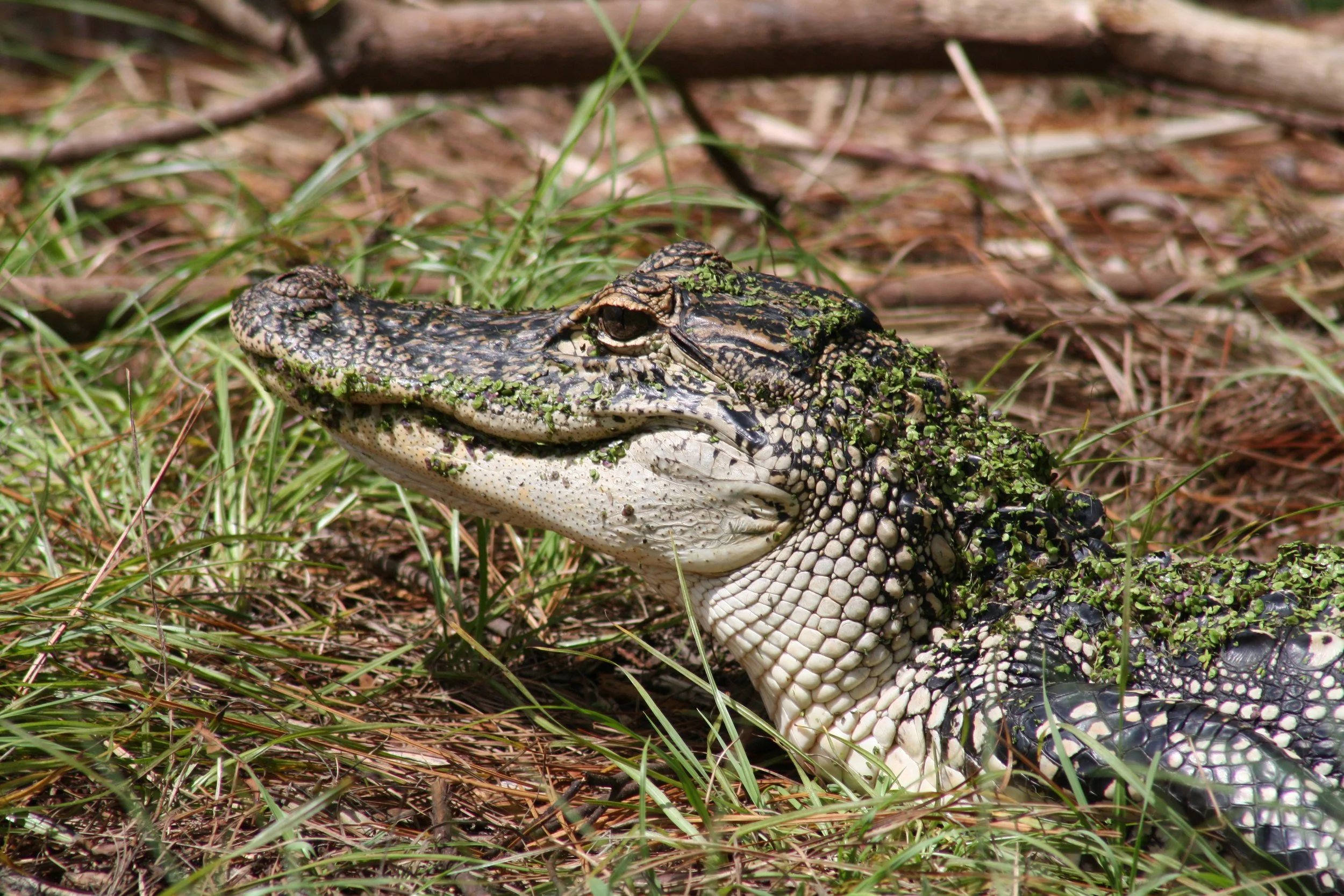 Alligator, Skidaway Island, GA, 2025.