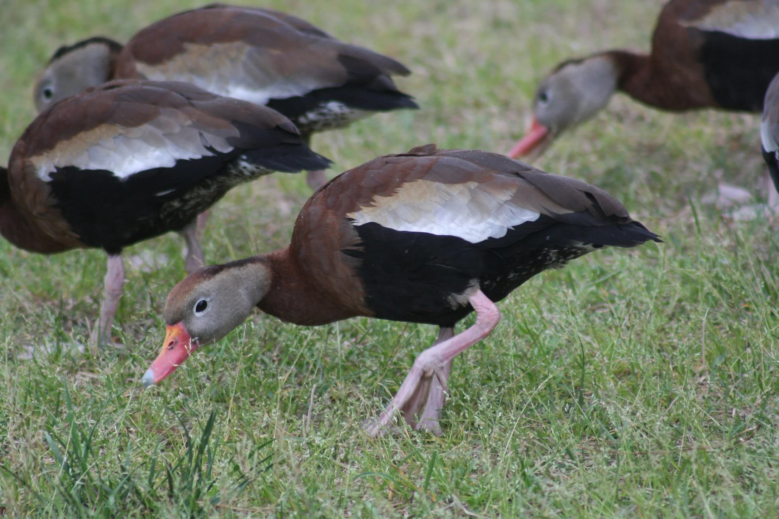 Black Bellied Whistling Duck, Hilton Head Island, SC, 2026.