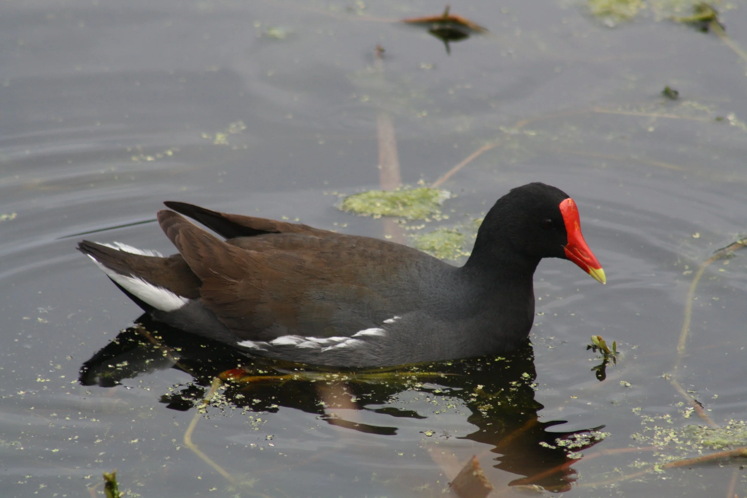 Common Gallinule, Hilton Head Island, SC, 2026.