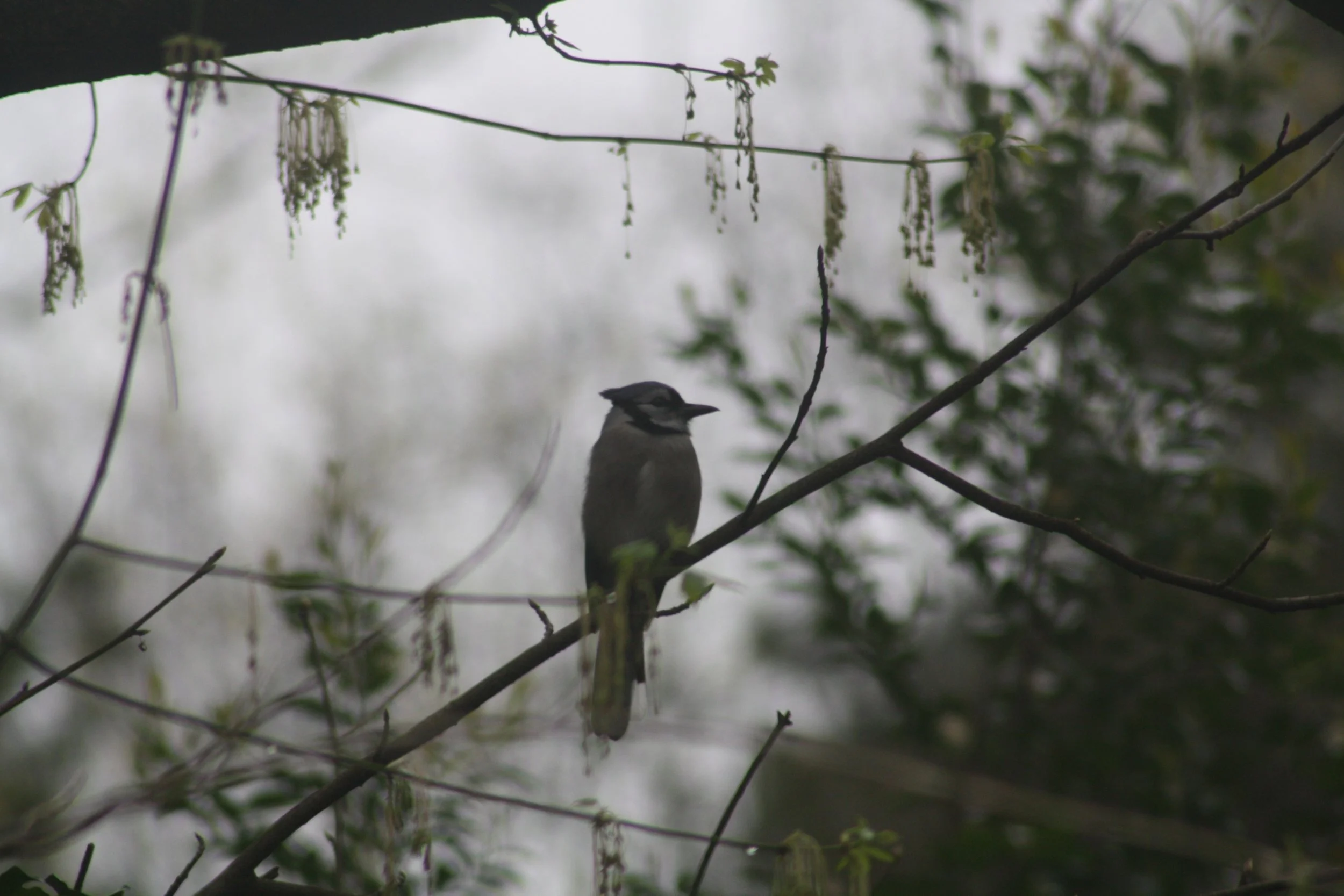 Blue Jay, Atlanta, GA, 2025.