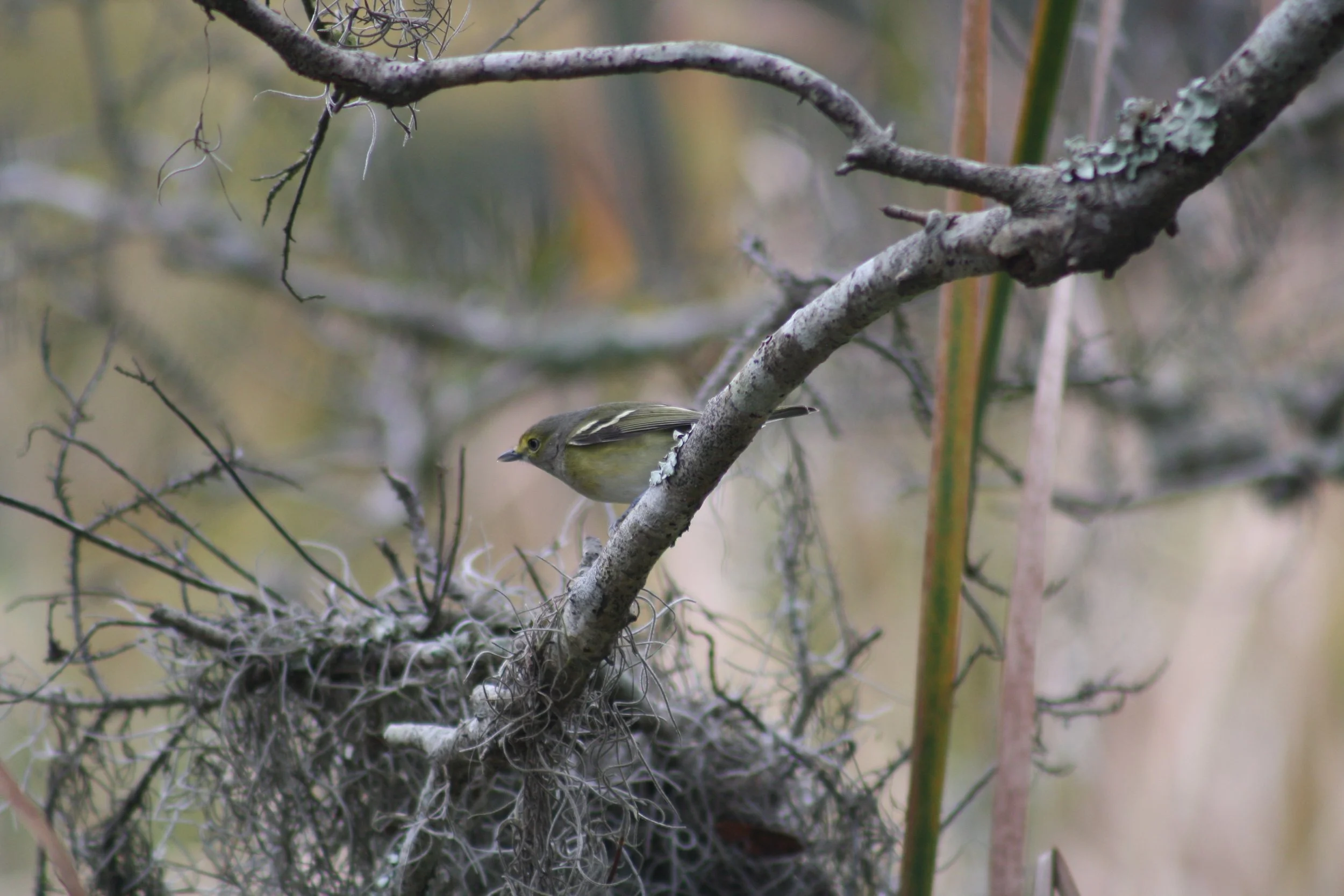 White Eyed Vireo, Skidaway Island, GA, 2025.