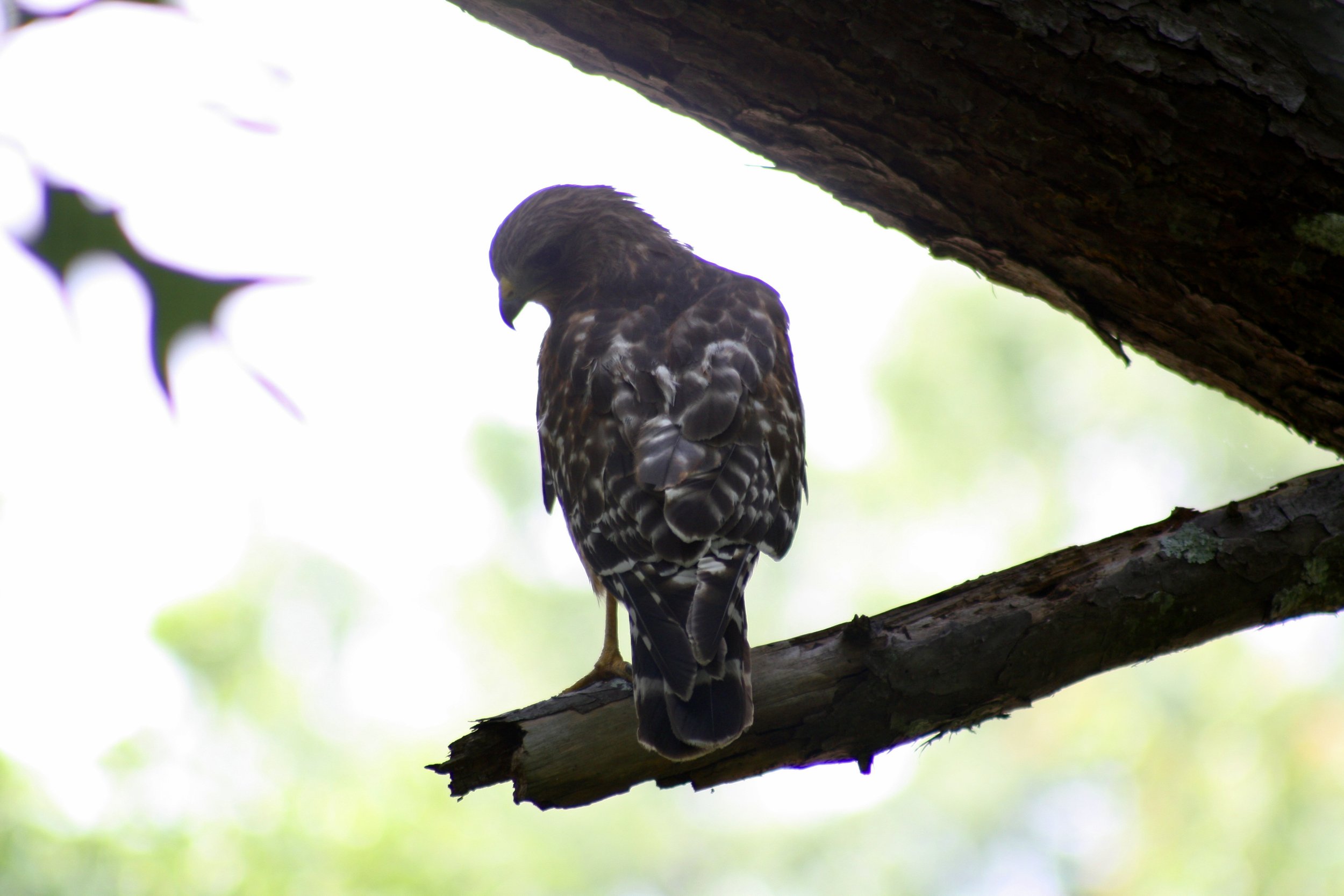 Red Shouldered Hawk, Cochran Shoals, GA, 2025.