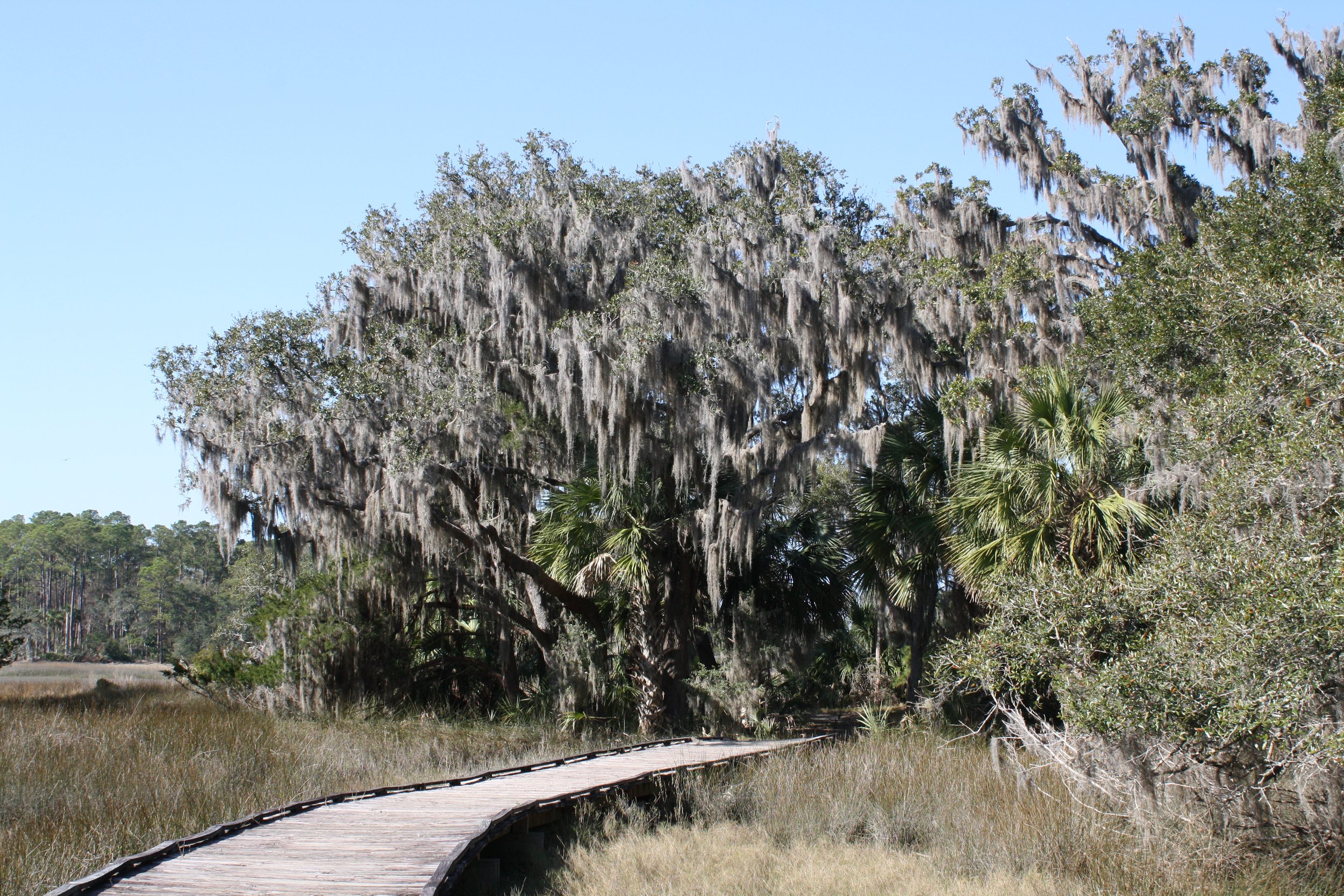 Skidaway Island, GA, 2025.