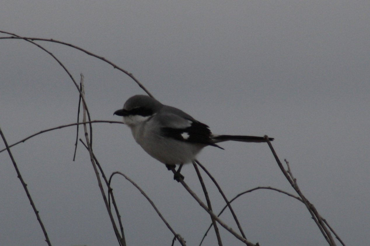 Loggerhead Shrike, Savannah, GA, 2026.