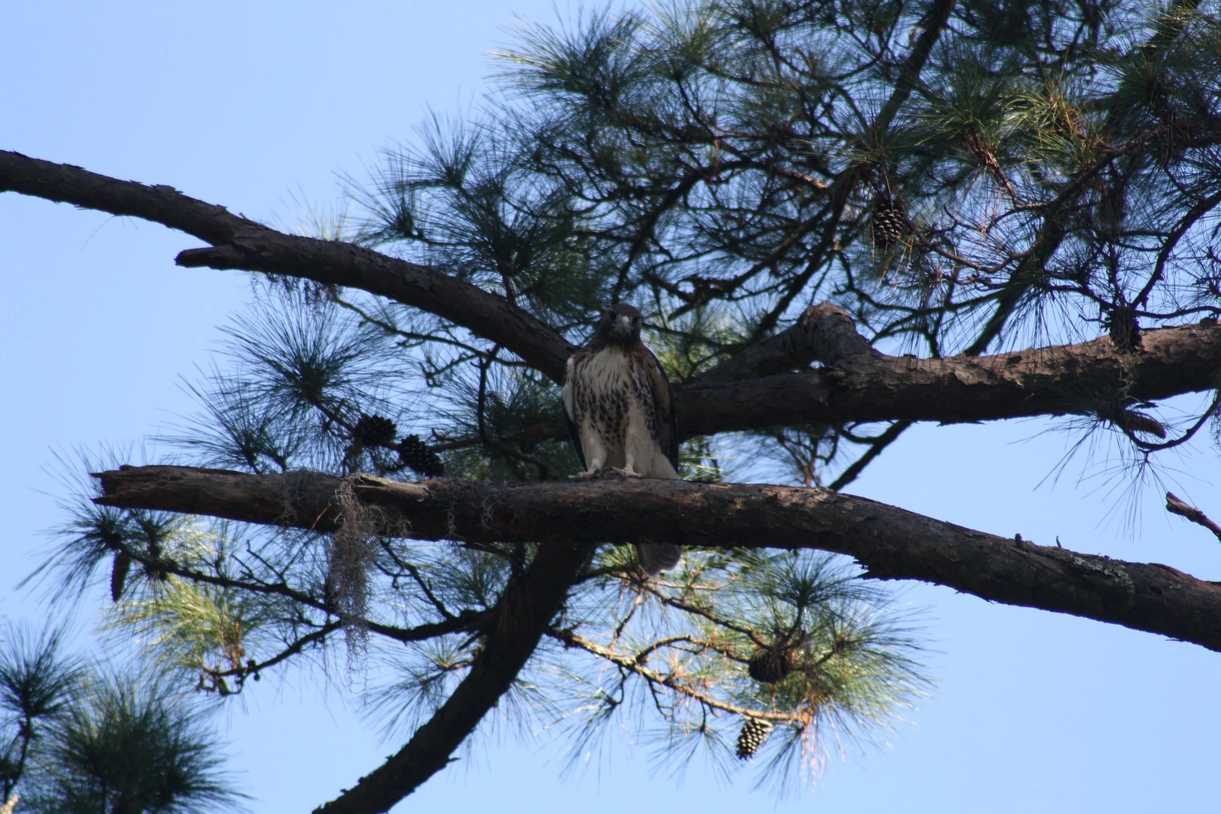 Red Tailed Hawk, Skidaway Island, GA, 2025.