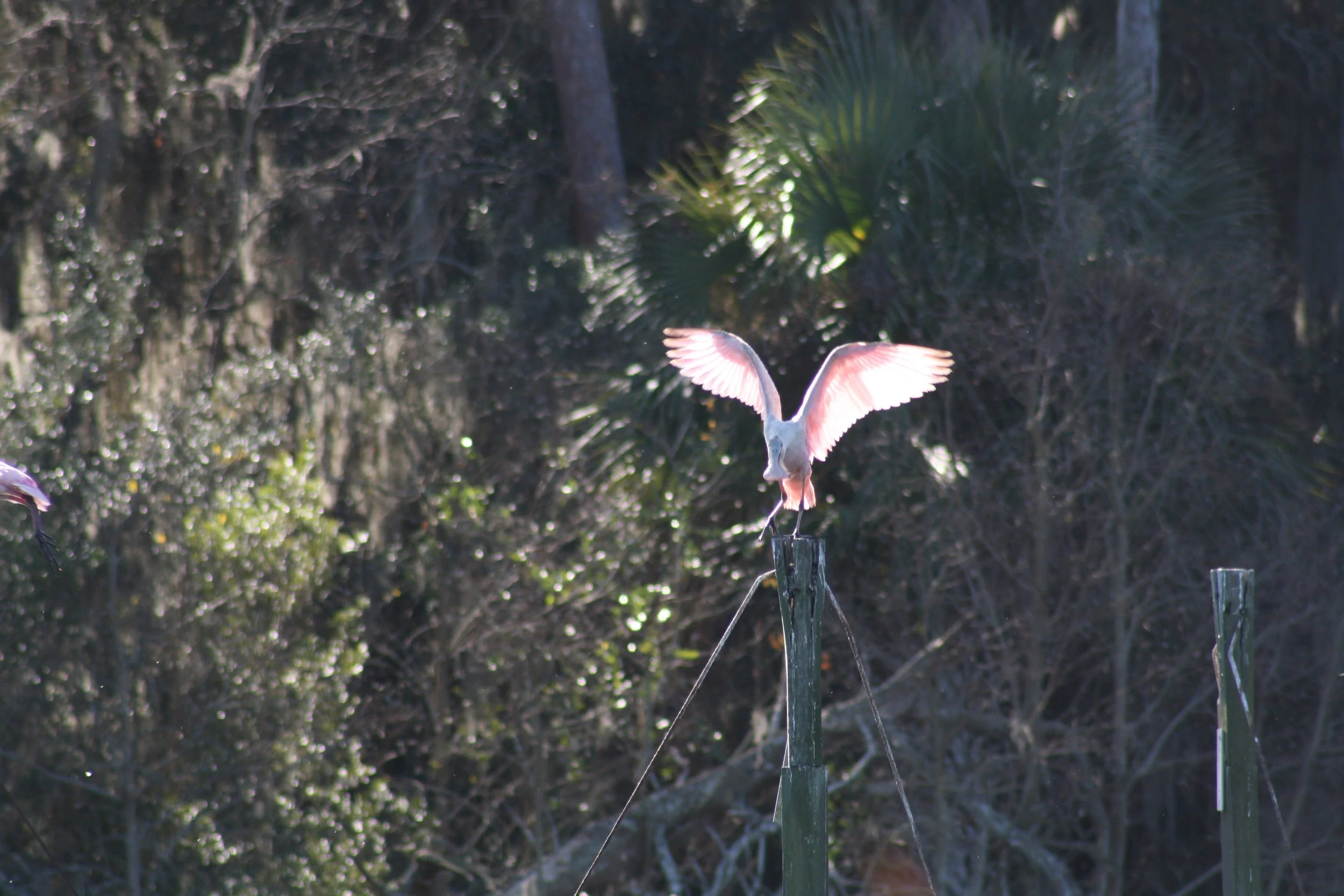 Roseate Spoonbill, Skidaway Island, GA, 2025.
