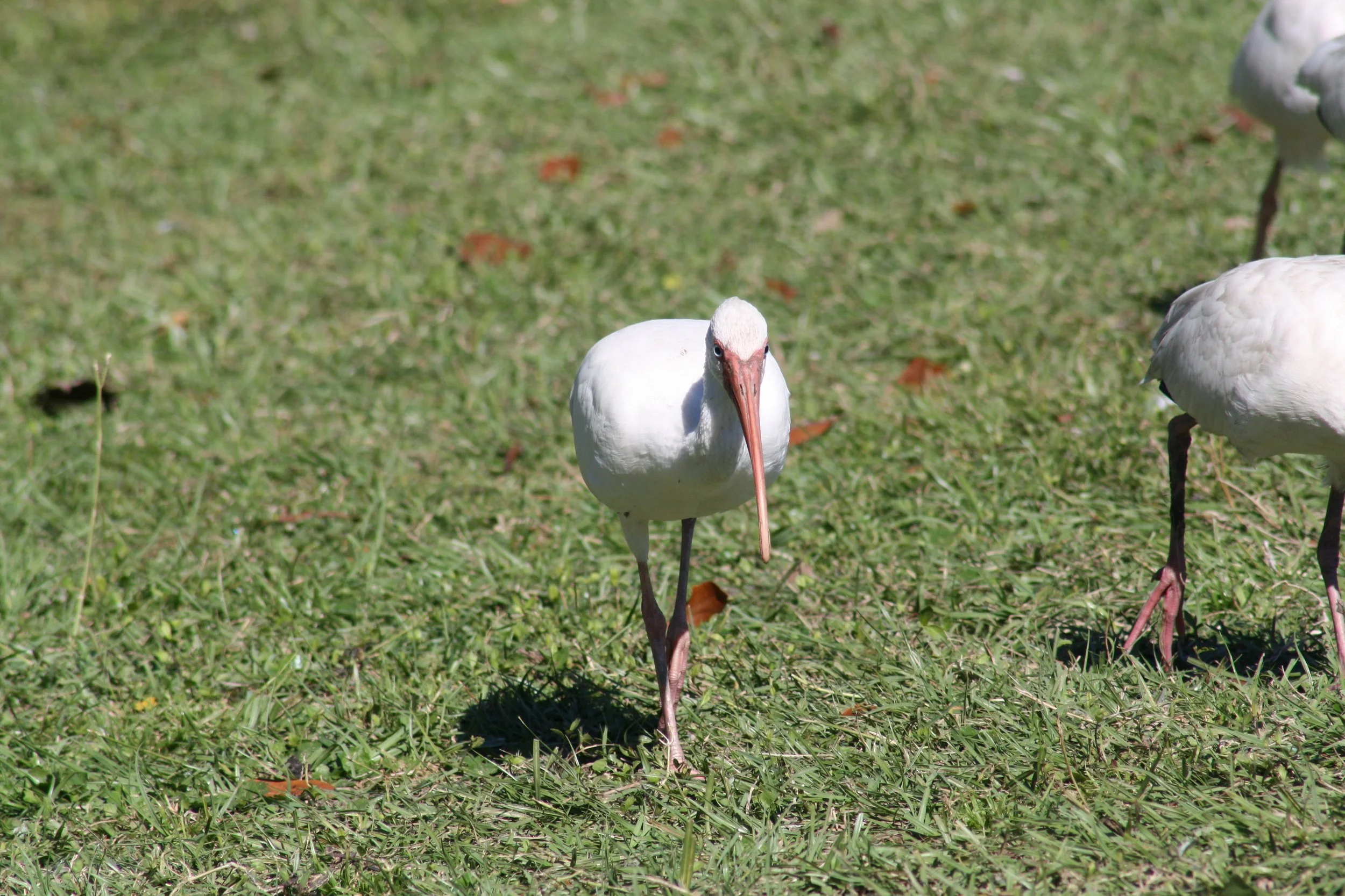 White Ibis, Savannah, GA, 2025.