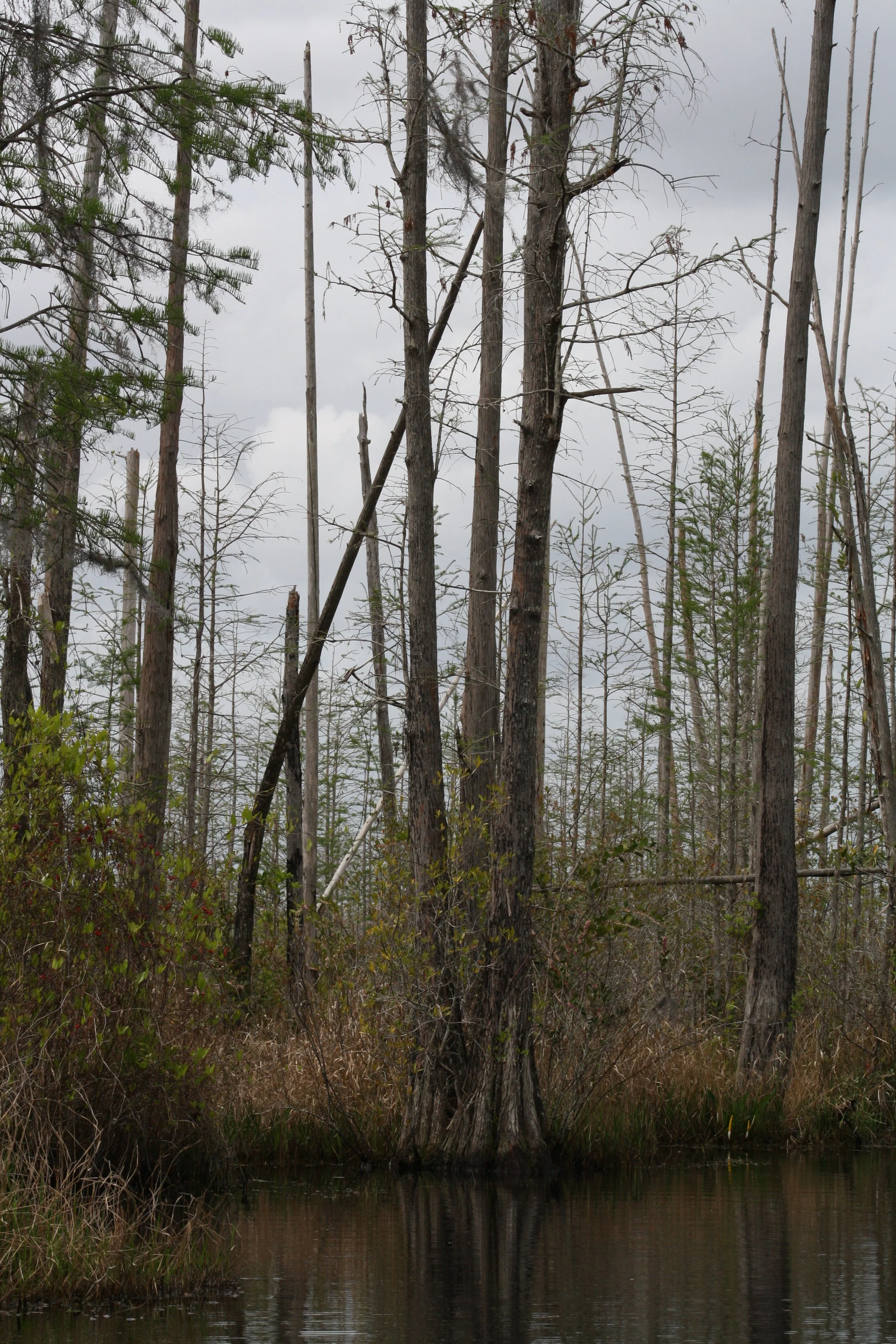 Okefenokee Swamp, GA, 2025.