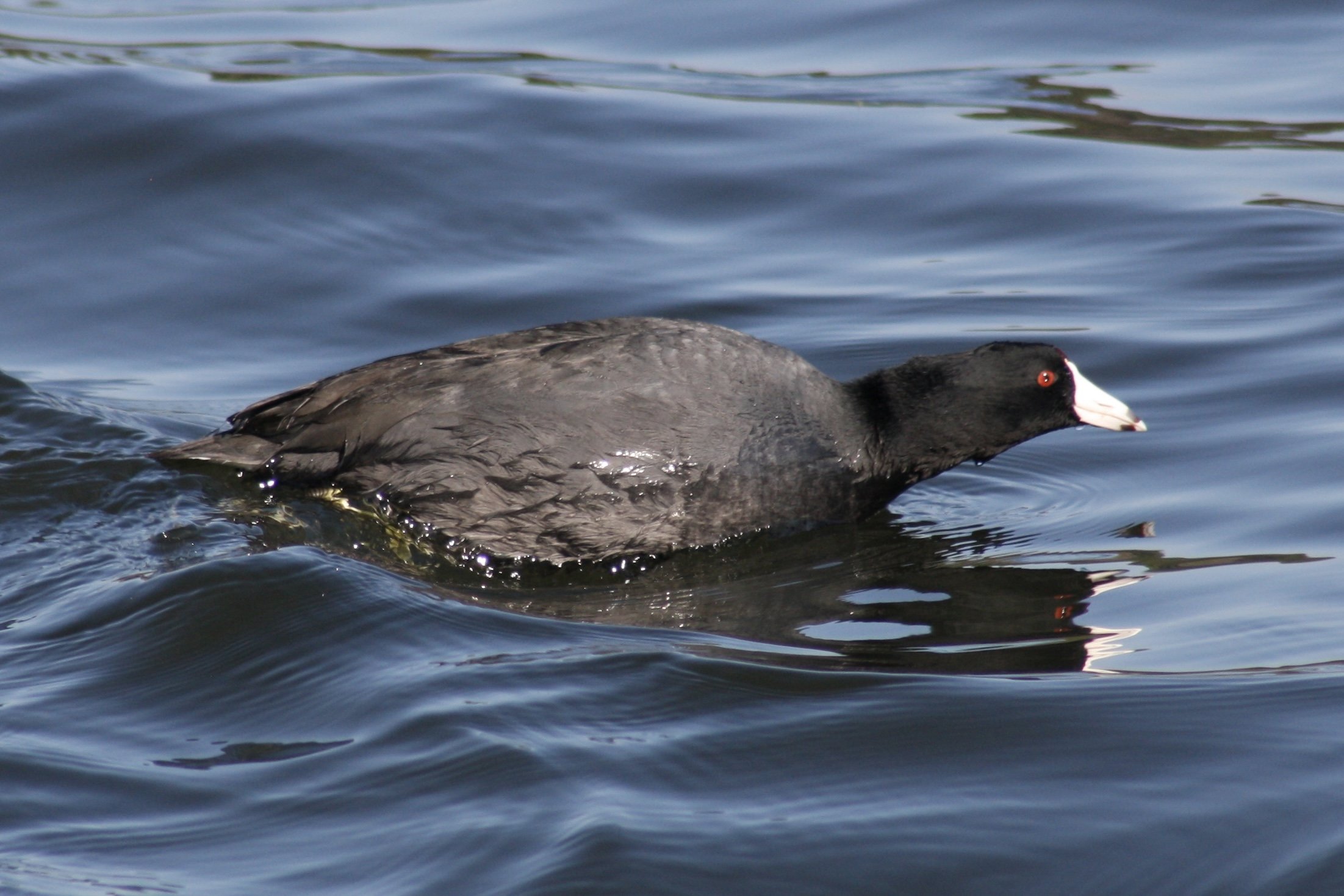 American Coot, Savannah, GA, 2026.