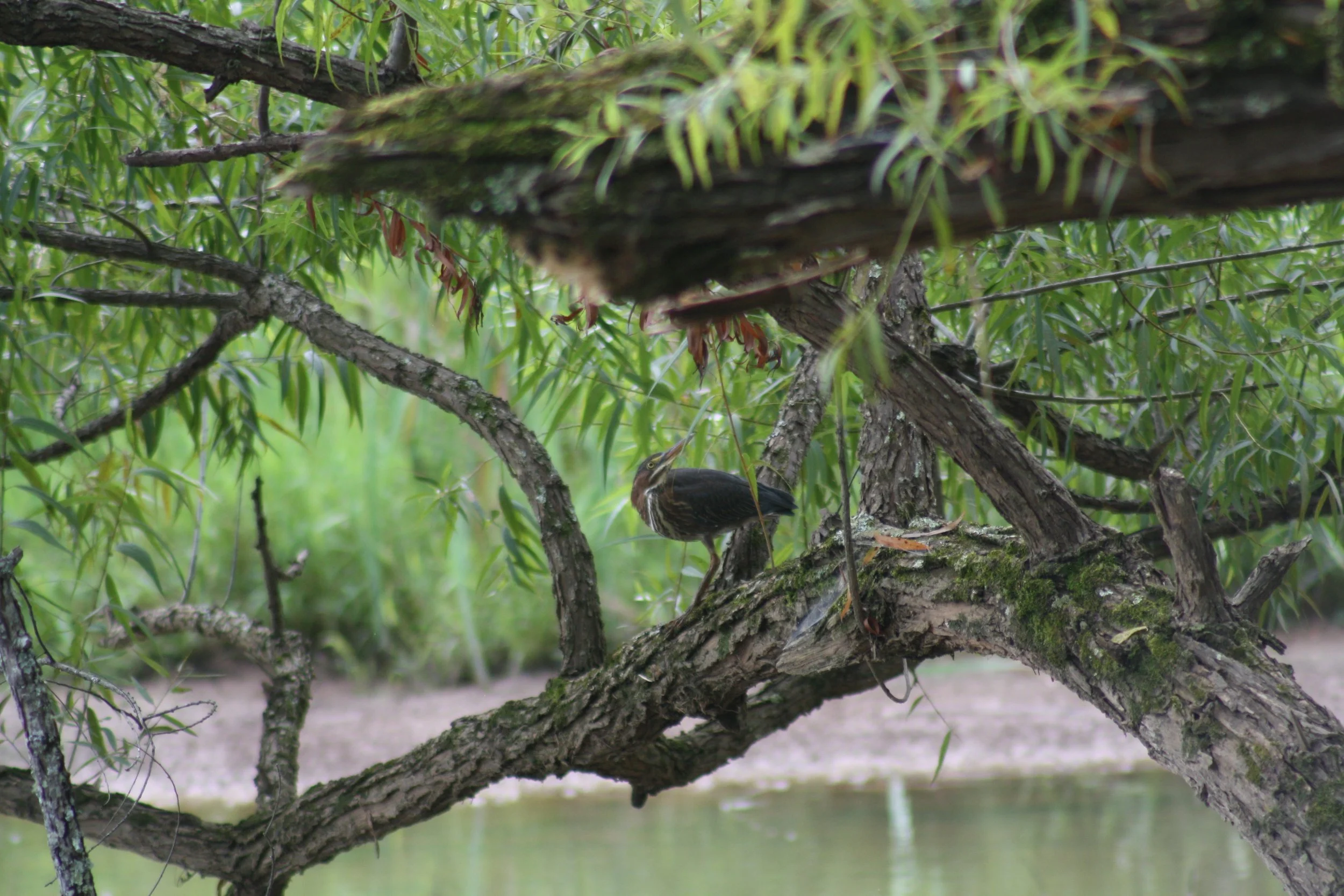 Green Heron, Suwanee, GA, 2025.