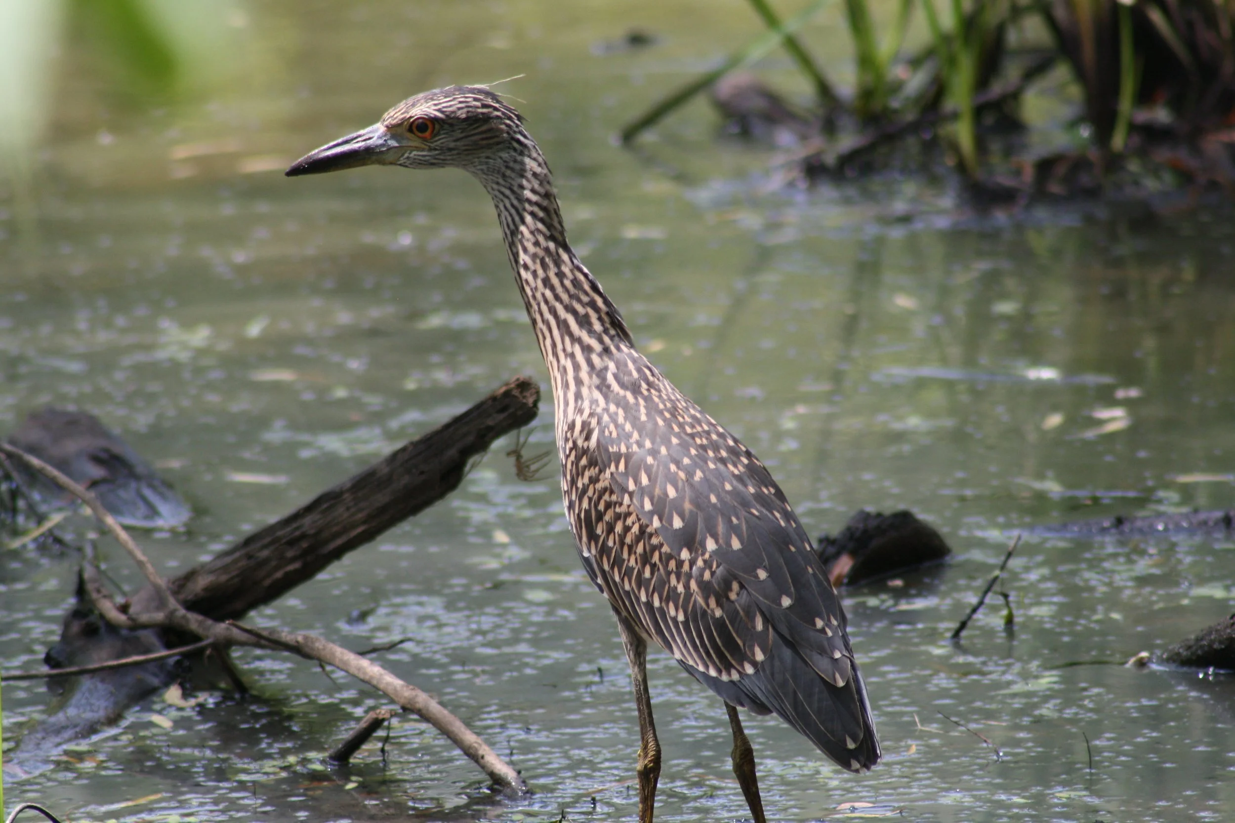 Yellow Crowned Night Heron, Suwanee, GA, 2025.