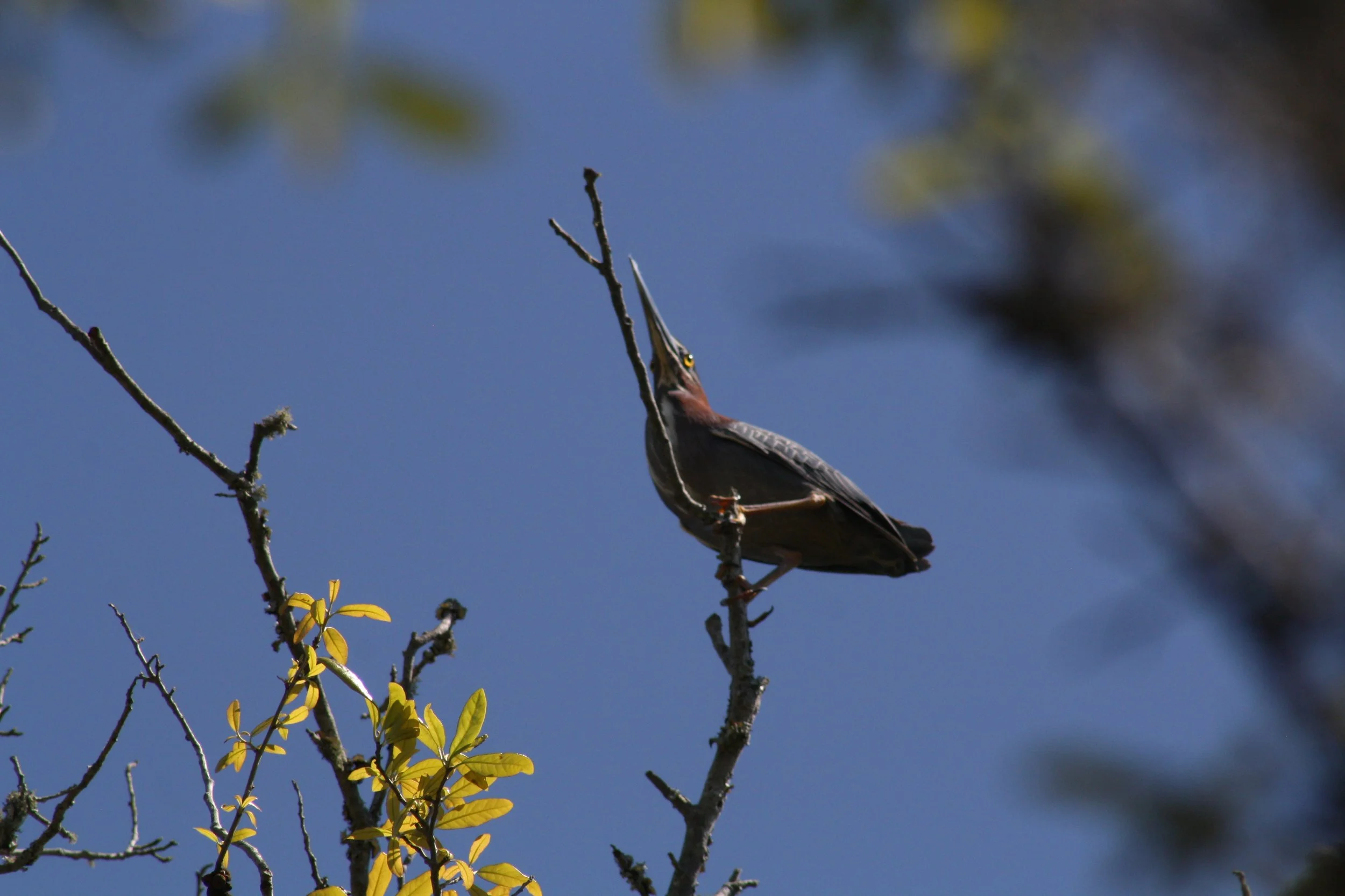 Green Heron, Savannah, GA, 2026.