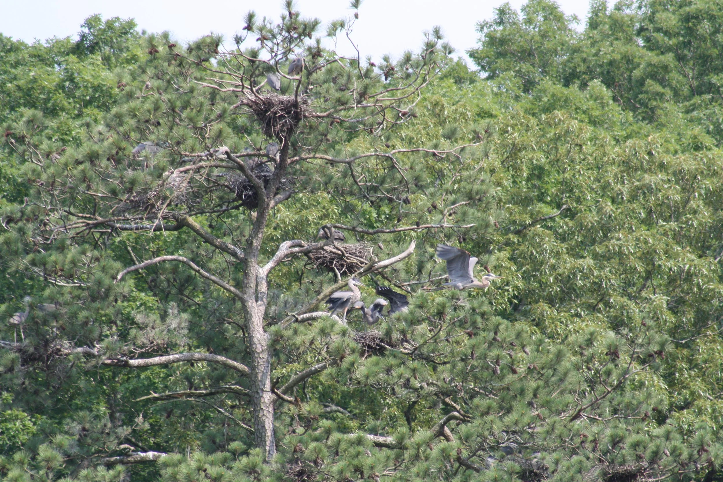 Great Blue Heron, Cochran Shoals, GA, 2025.