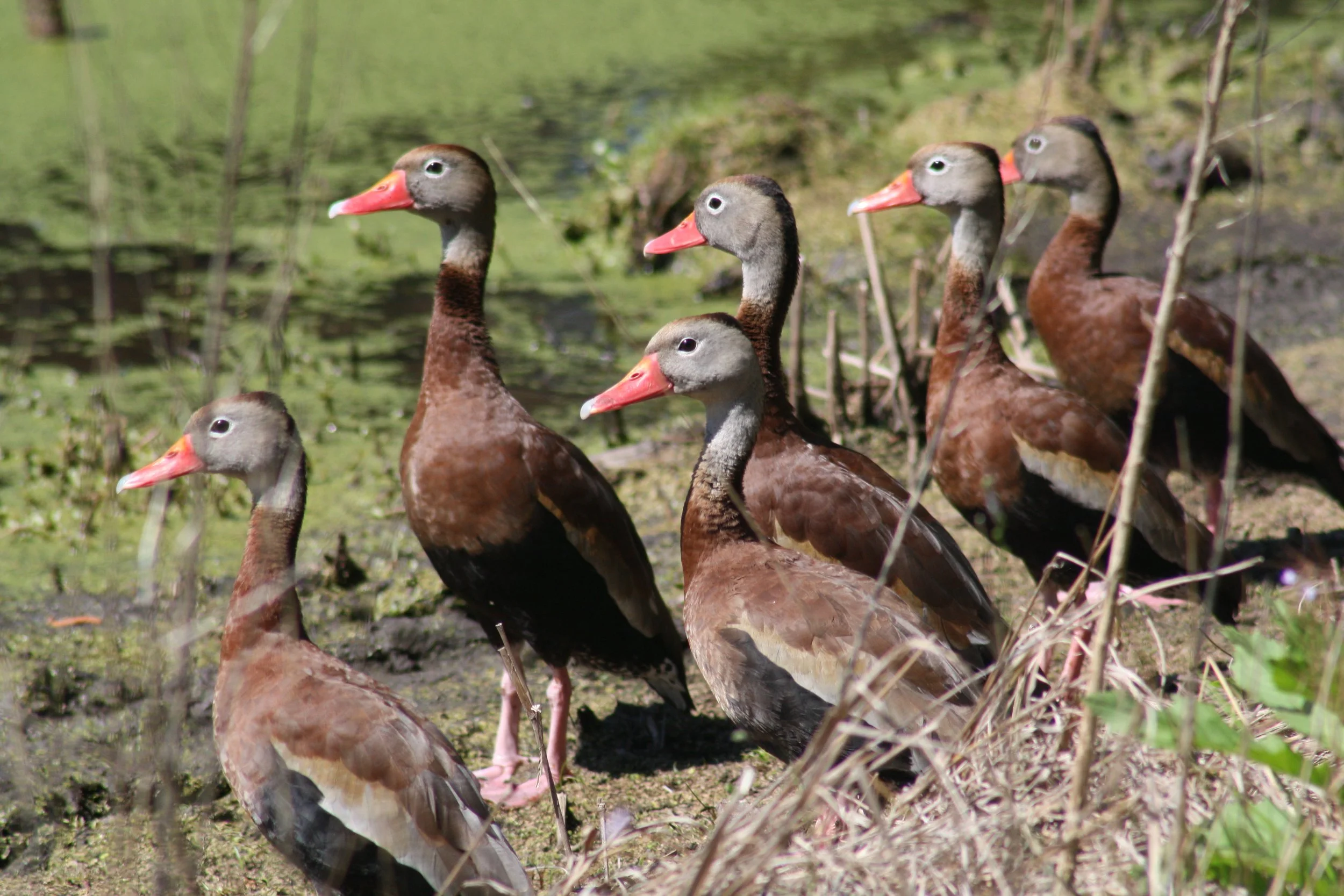 Black Bellied Whistling Duck, Hilton Head Island, SC, 2026.