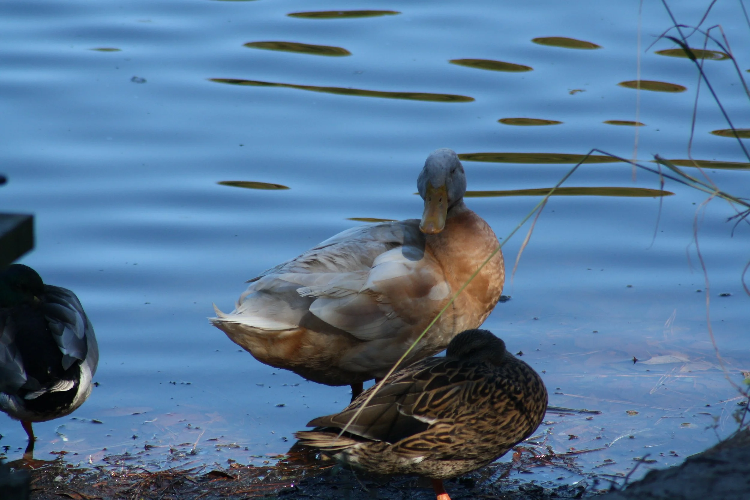 Domestic Goose, Savannah, GA, 2025.
