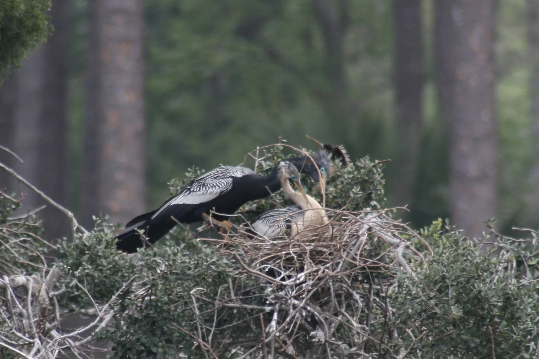 Anhinga, Hilton Head Island, SC, 2026.