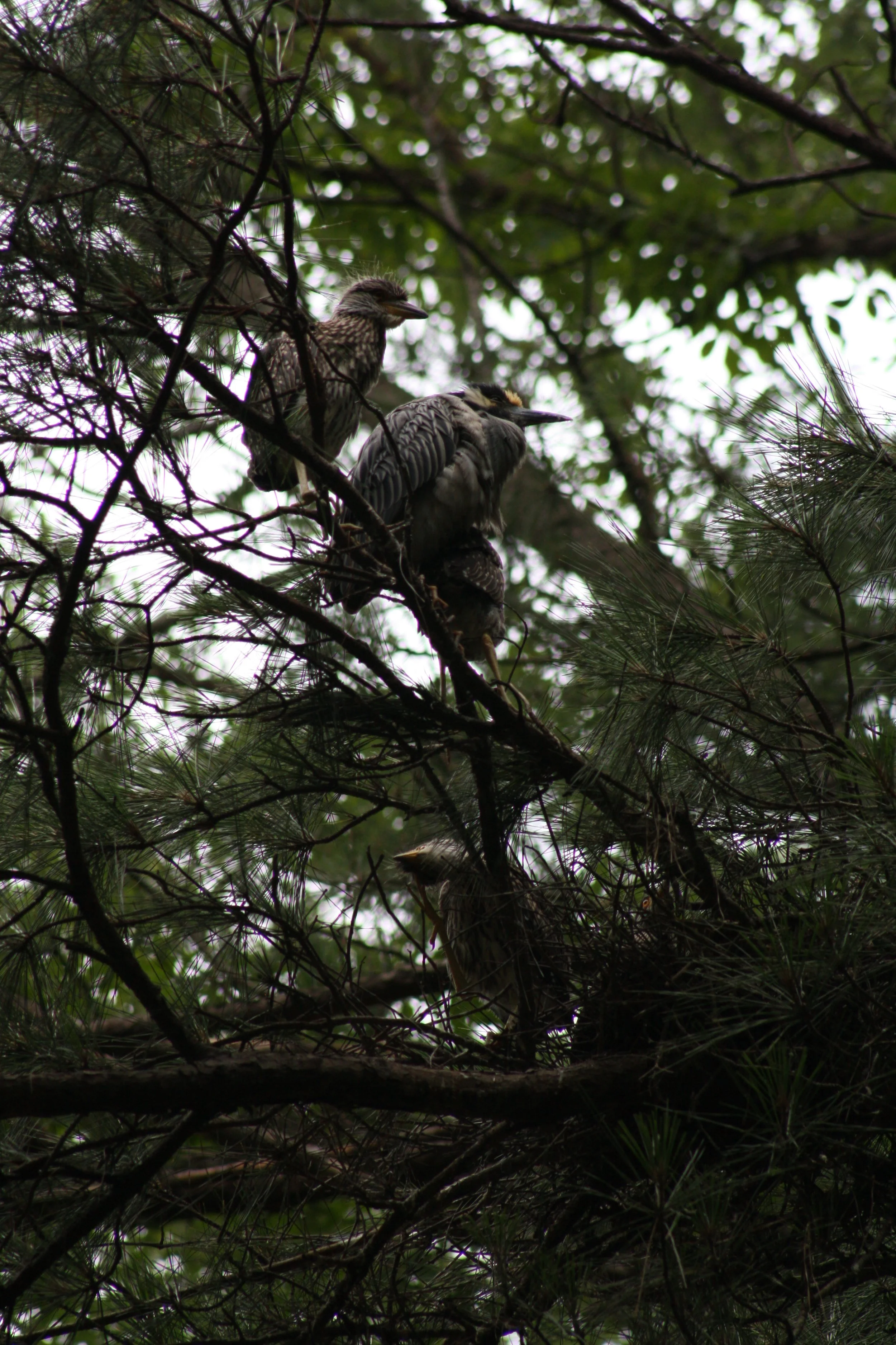 Yellow Crowned Night Heron, Cochran Shoals, GA, 2025.