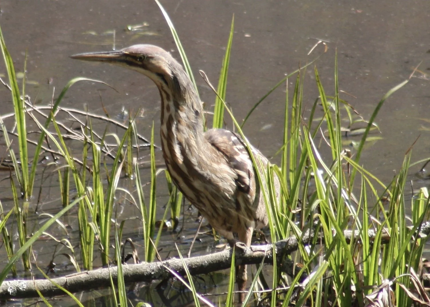 American Bittern, Atlanta, GA, 2026.