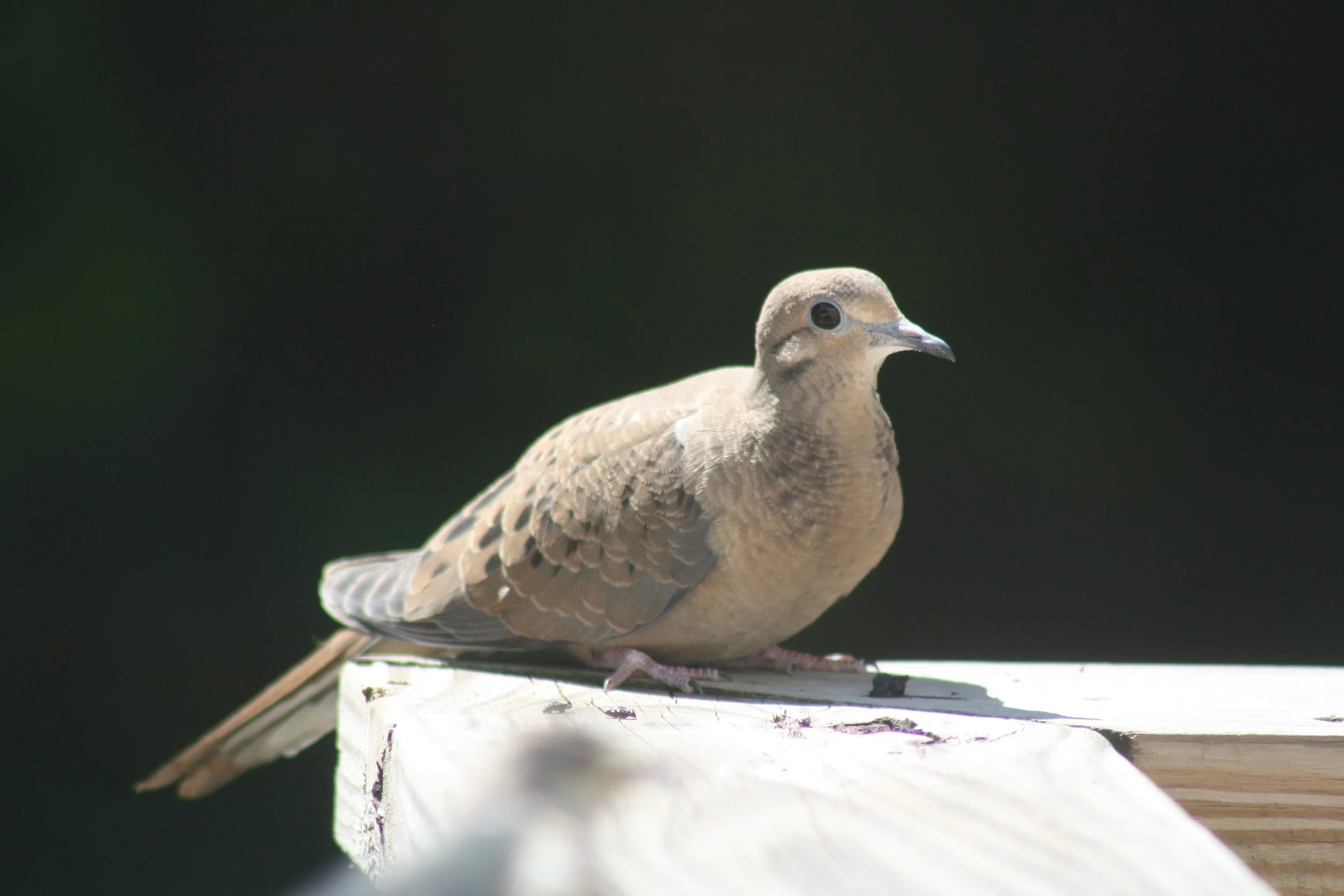Mourning Dove, Alpharetta, GA, 2025.