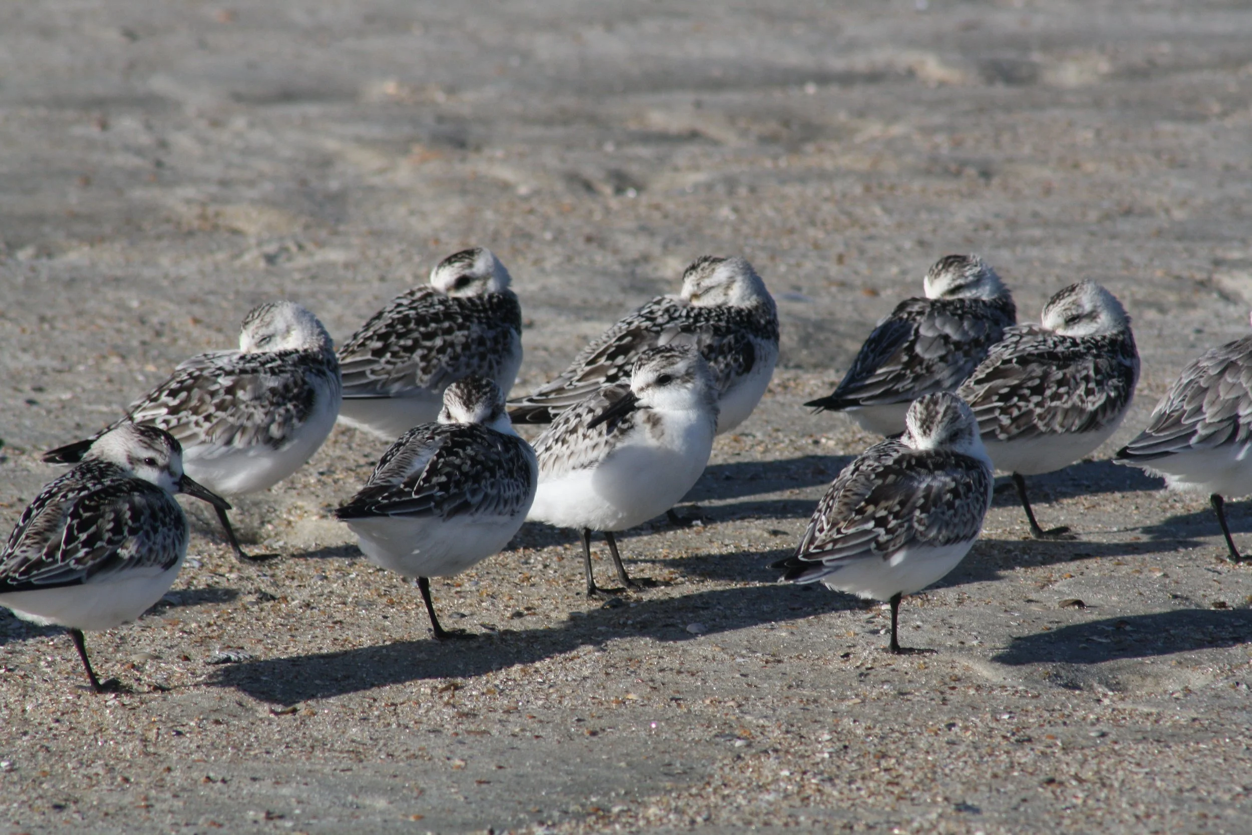 Sanderling, Tybee Island, GA, 2025.