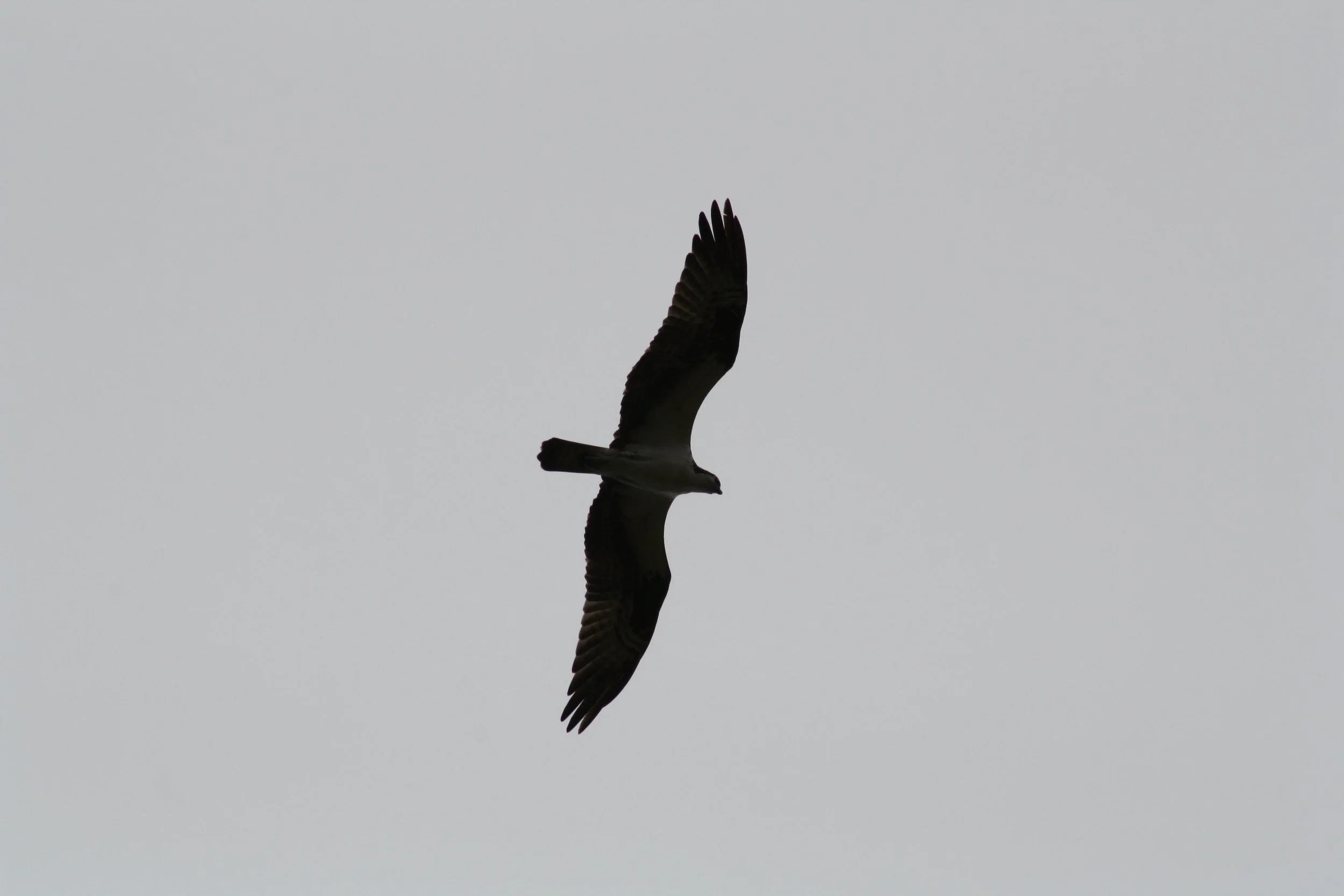 Osprey, Fort Pulaski, GA, 2025.
