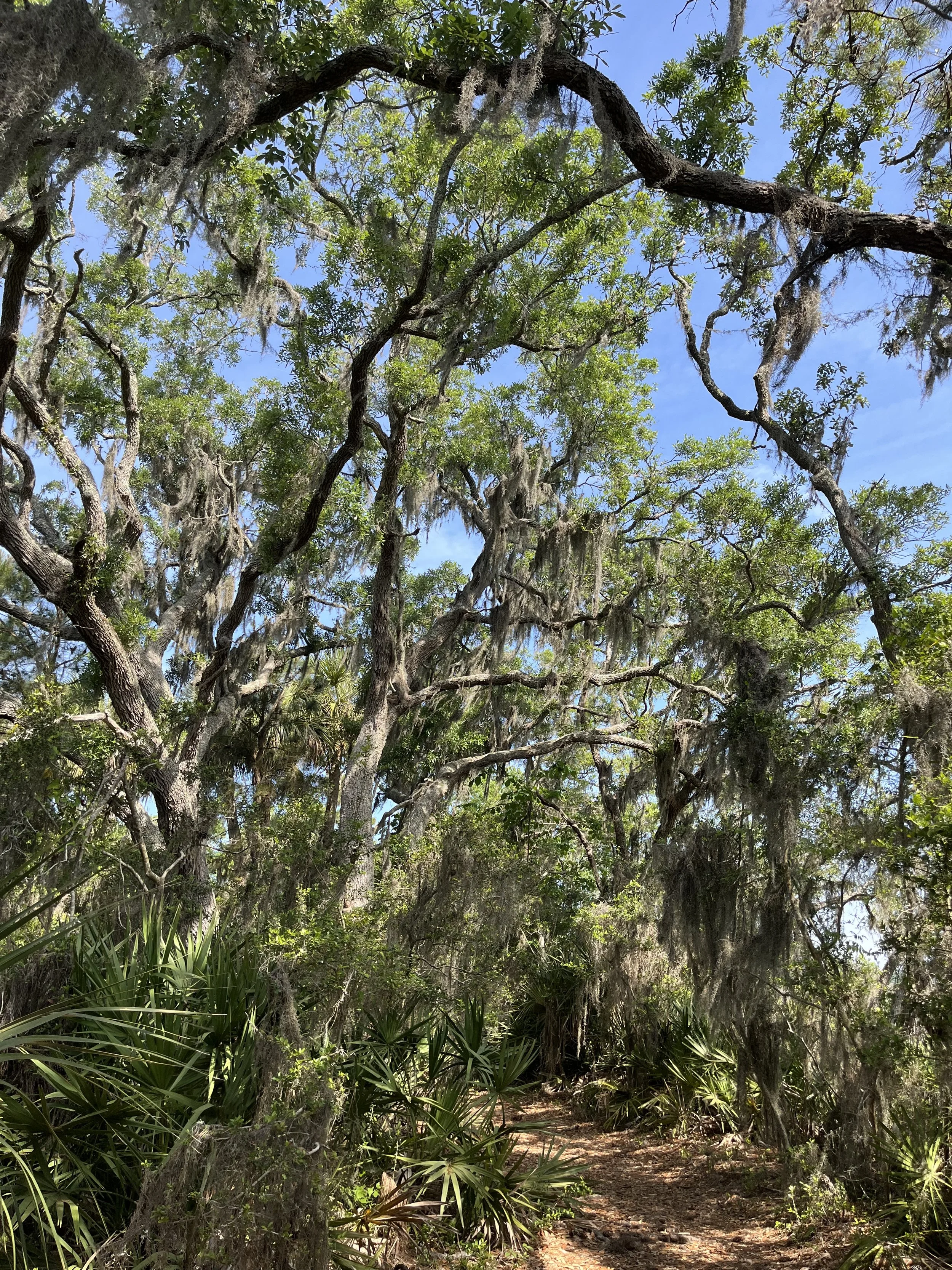 Skidaway Island, GA, 2025.