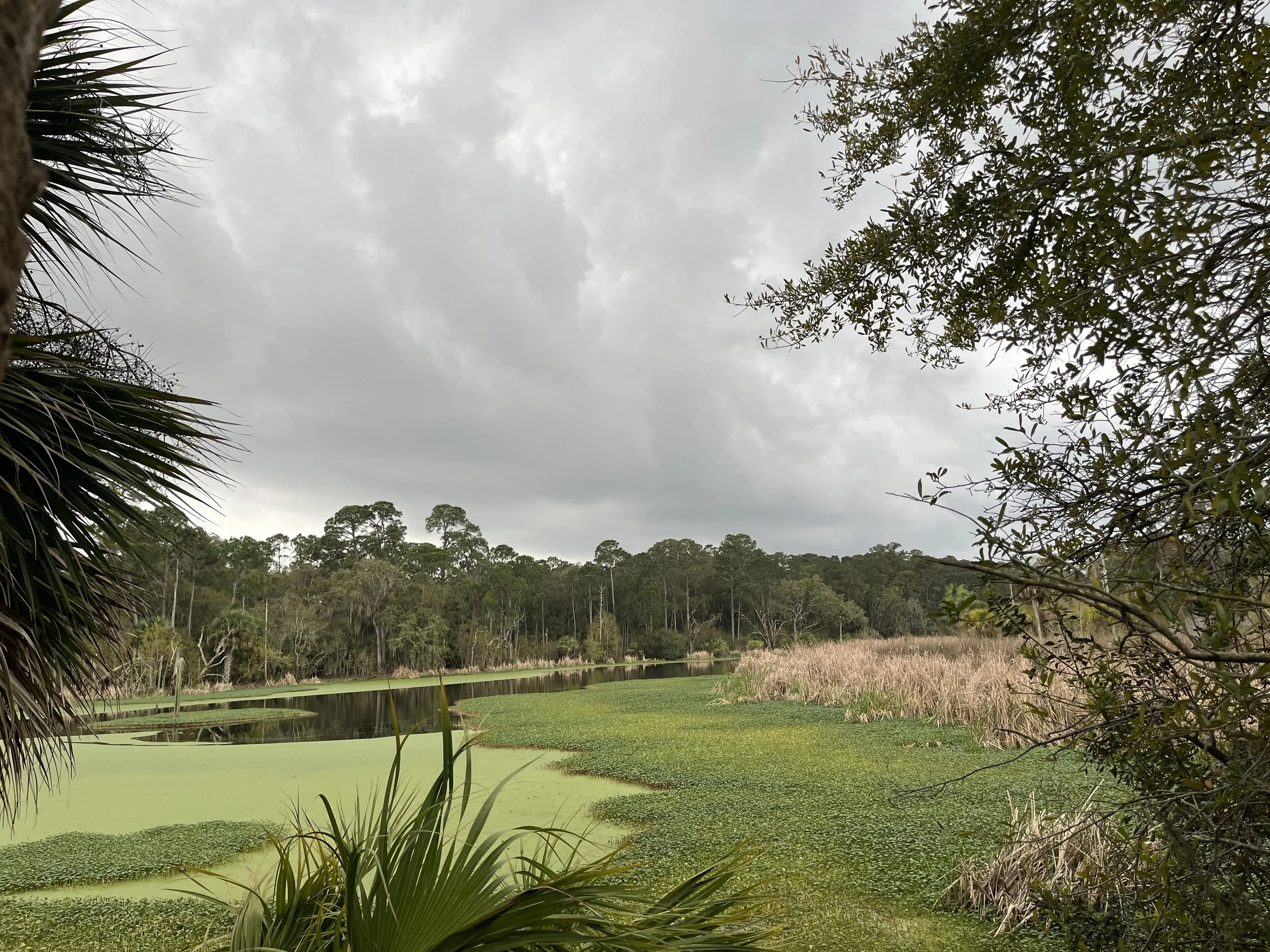 Skidaway Island, GA, 2026.