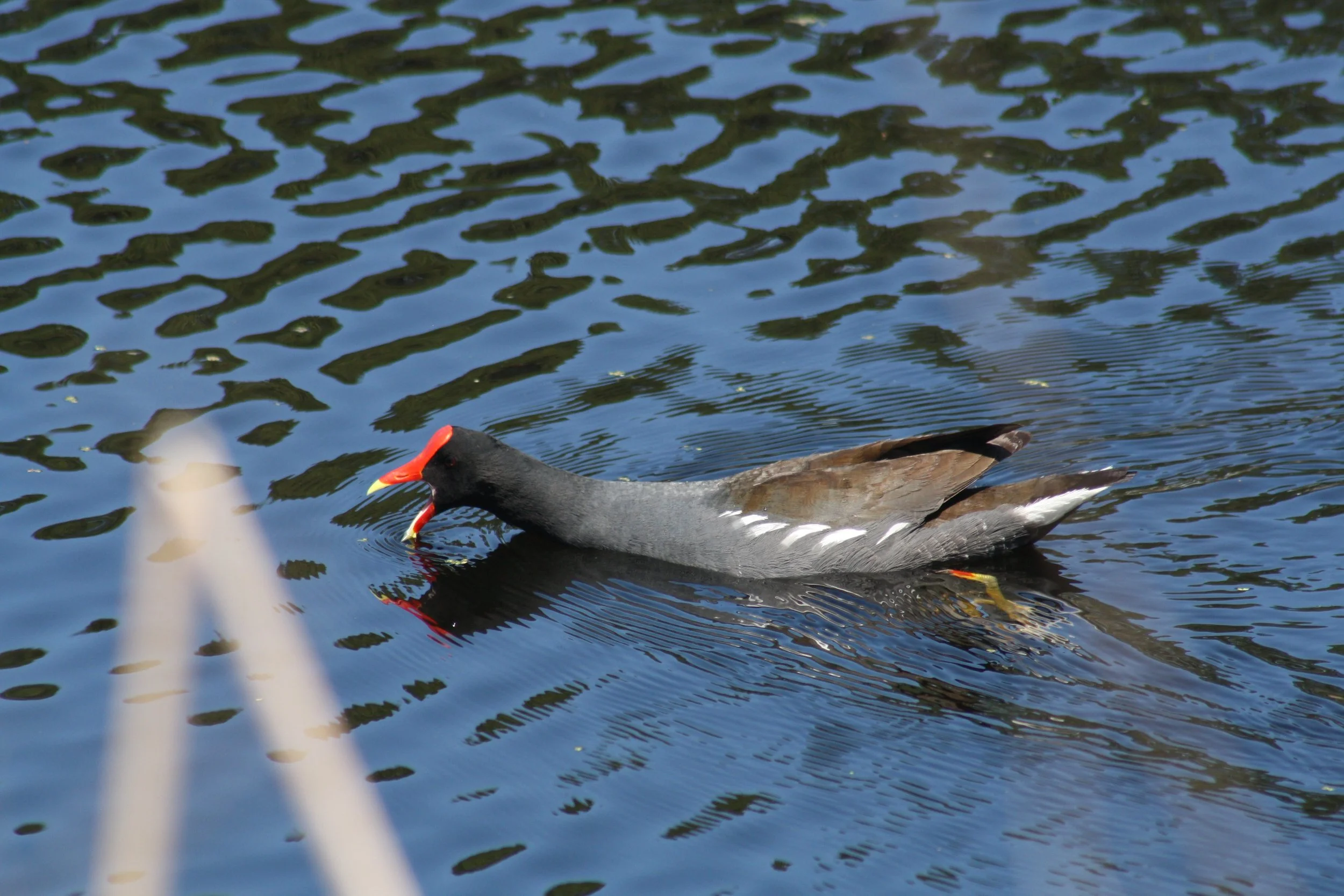 Common Gallinule, Hilton Head Island, SC, 2026.