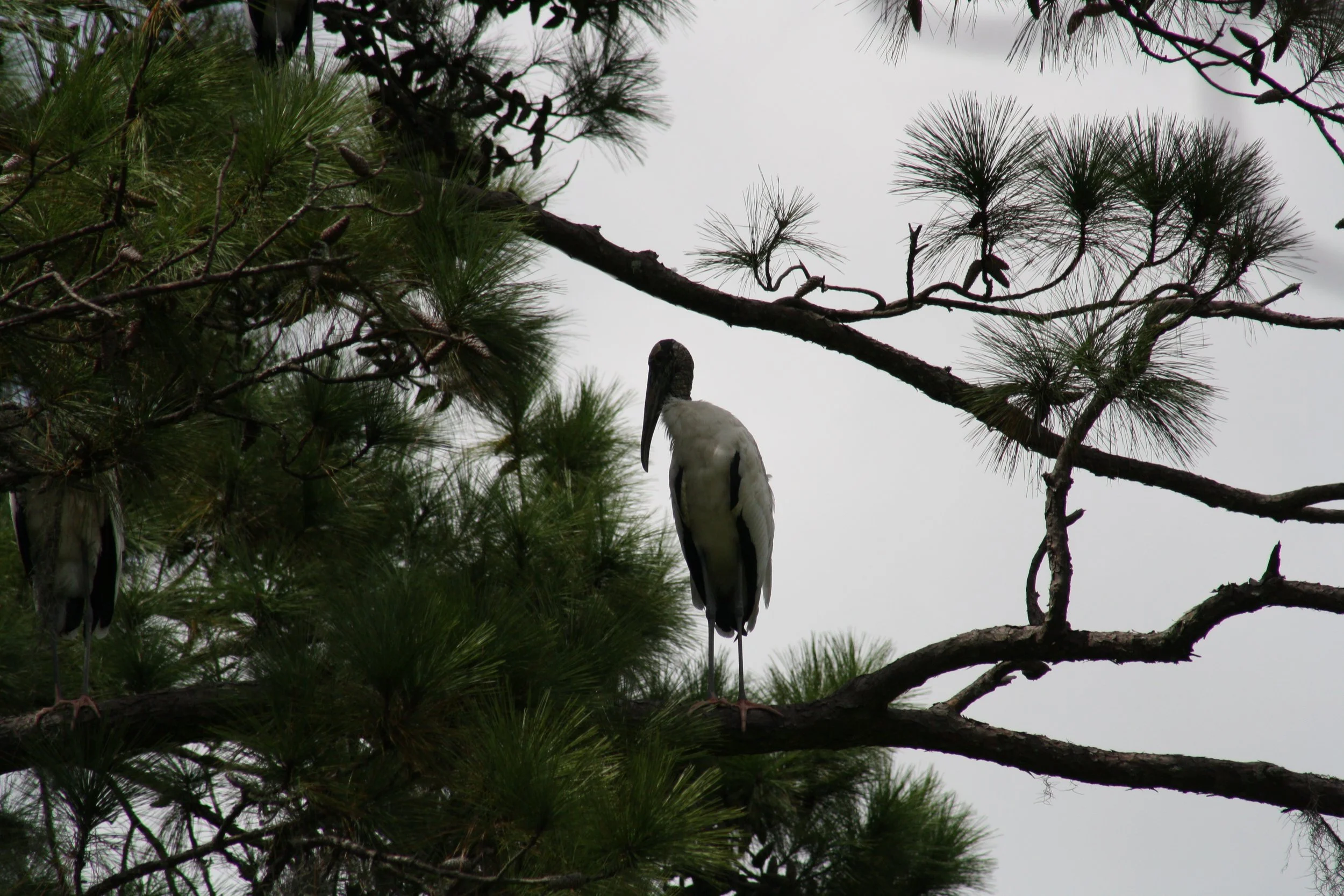 Wood Stork, Skidaway Island, GA, 2025.