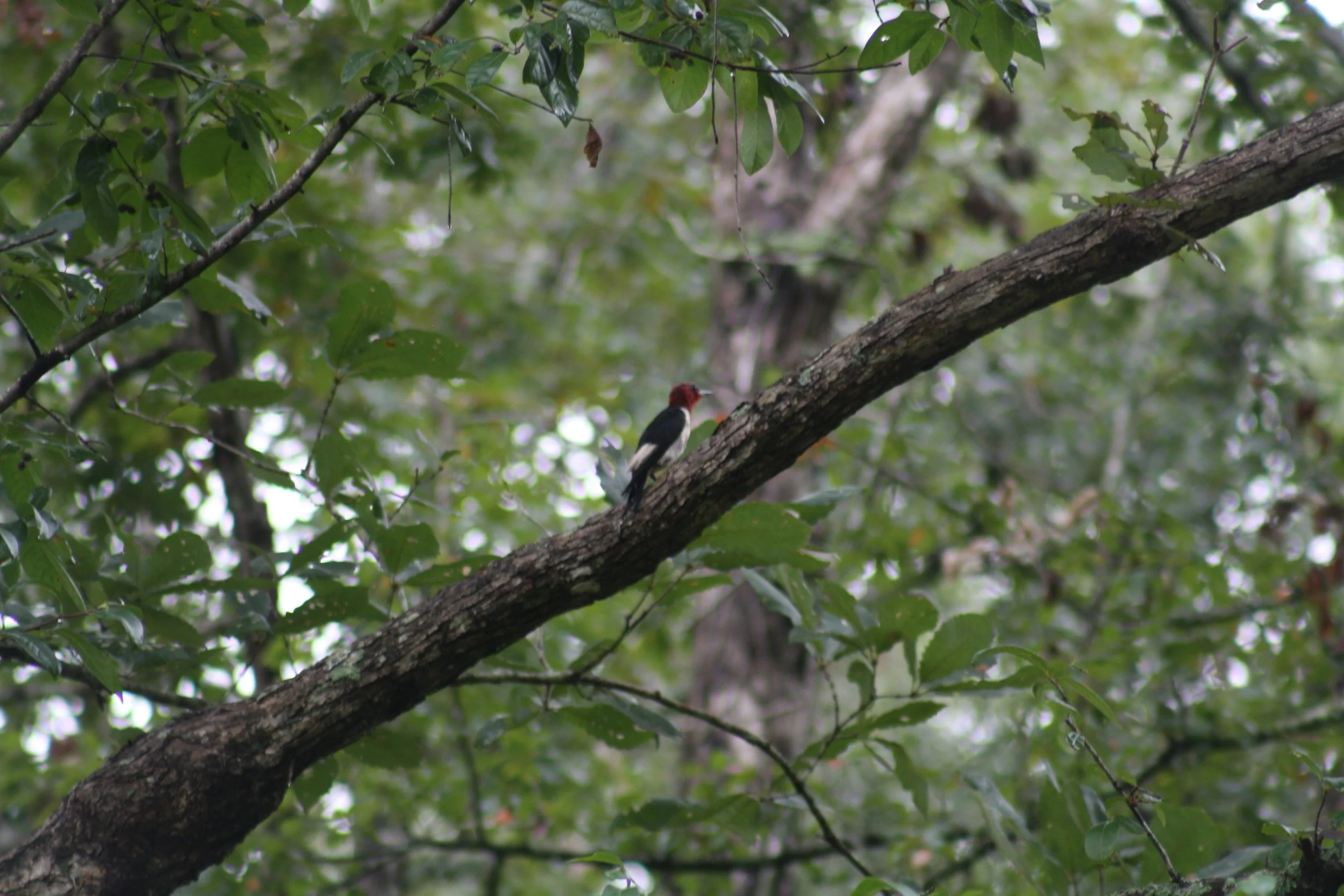 Red Headed Woodpecker, Pooler, GA, 2025.