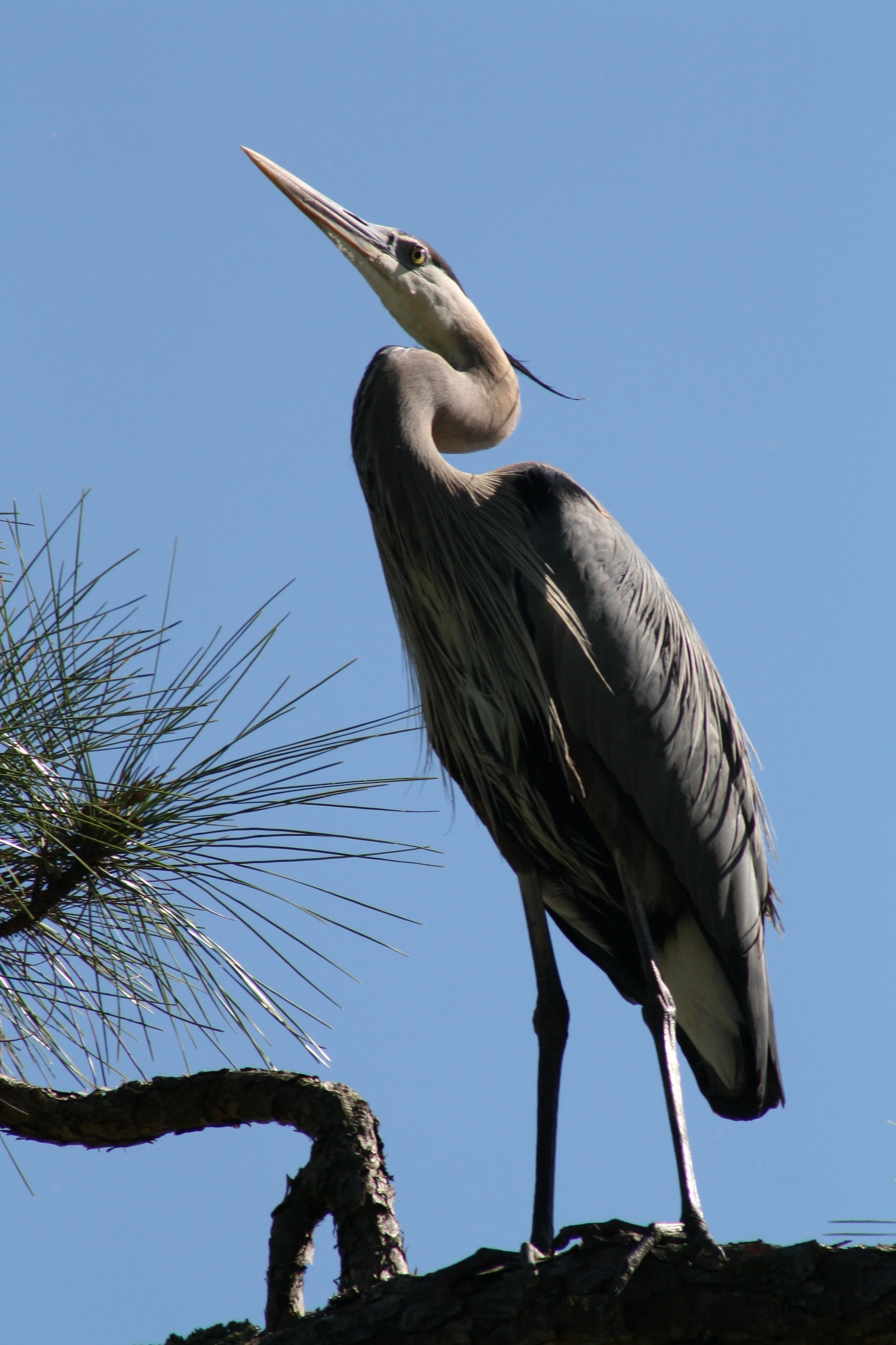 Great Blue Heron, Skidaway Island, GA, 2025.