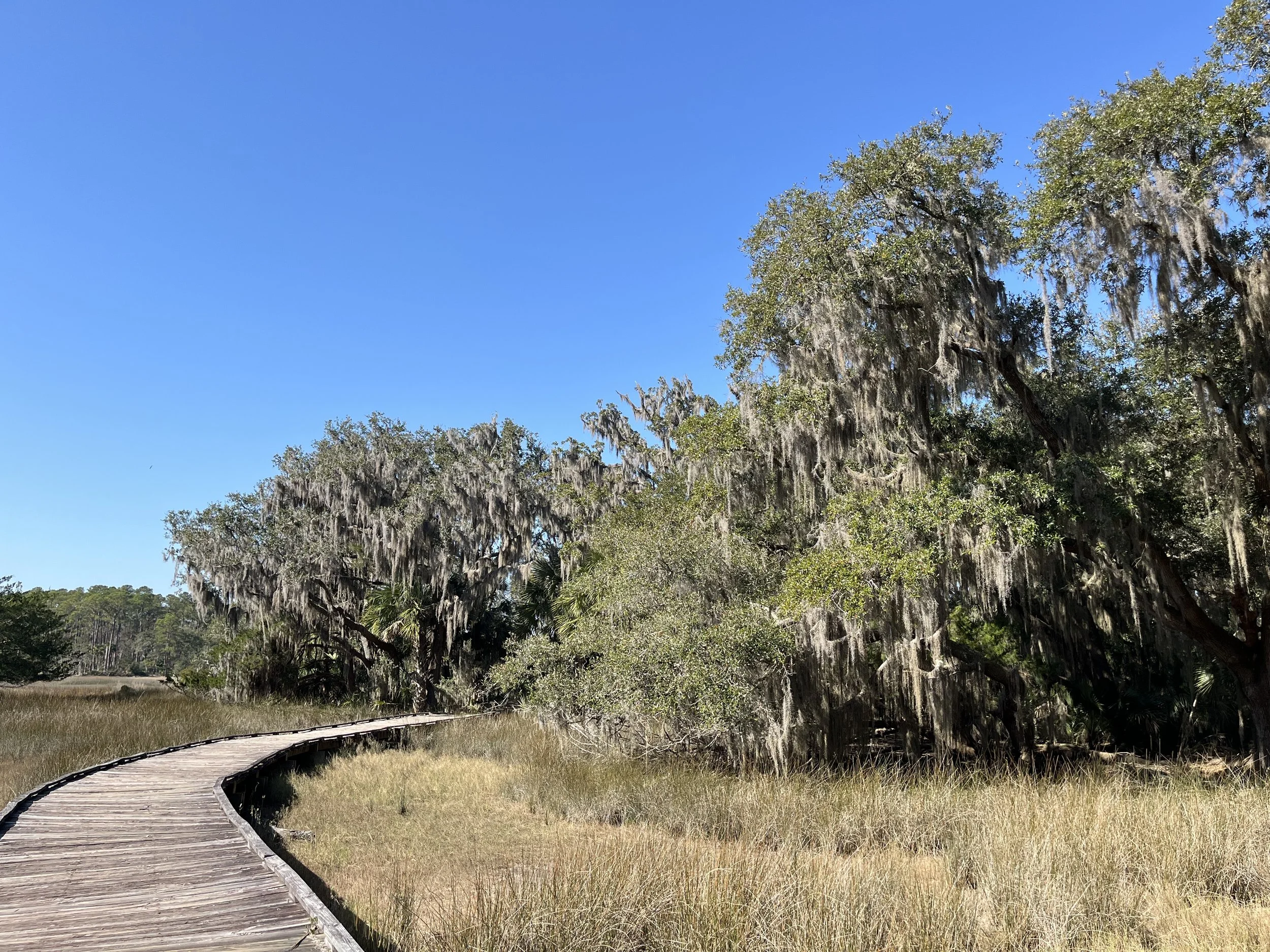 Skidaway Island, GA, 2025.