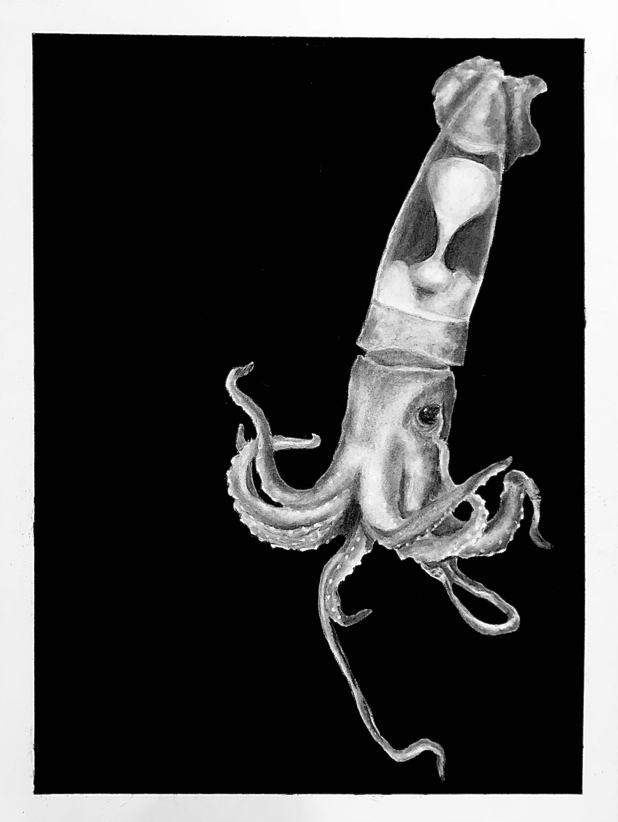 Squid.png