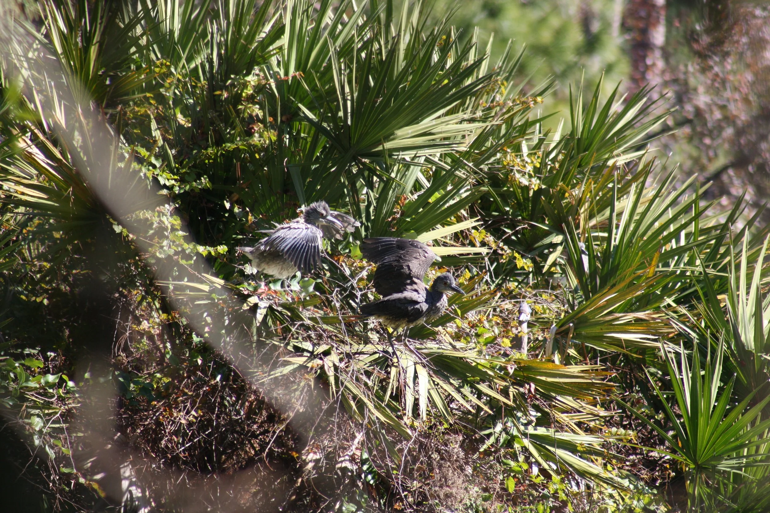 Black Crowned Night Heron, Jekyll Island, GA, 2025.