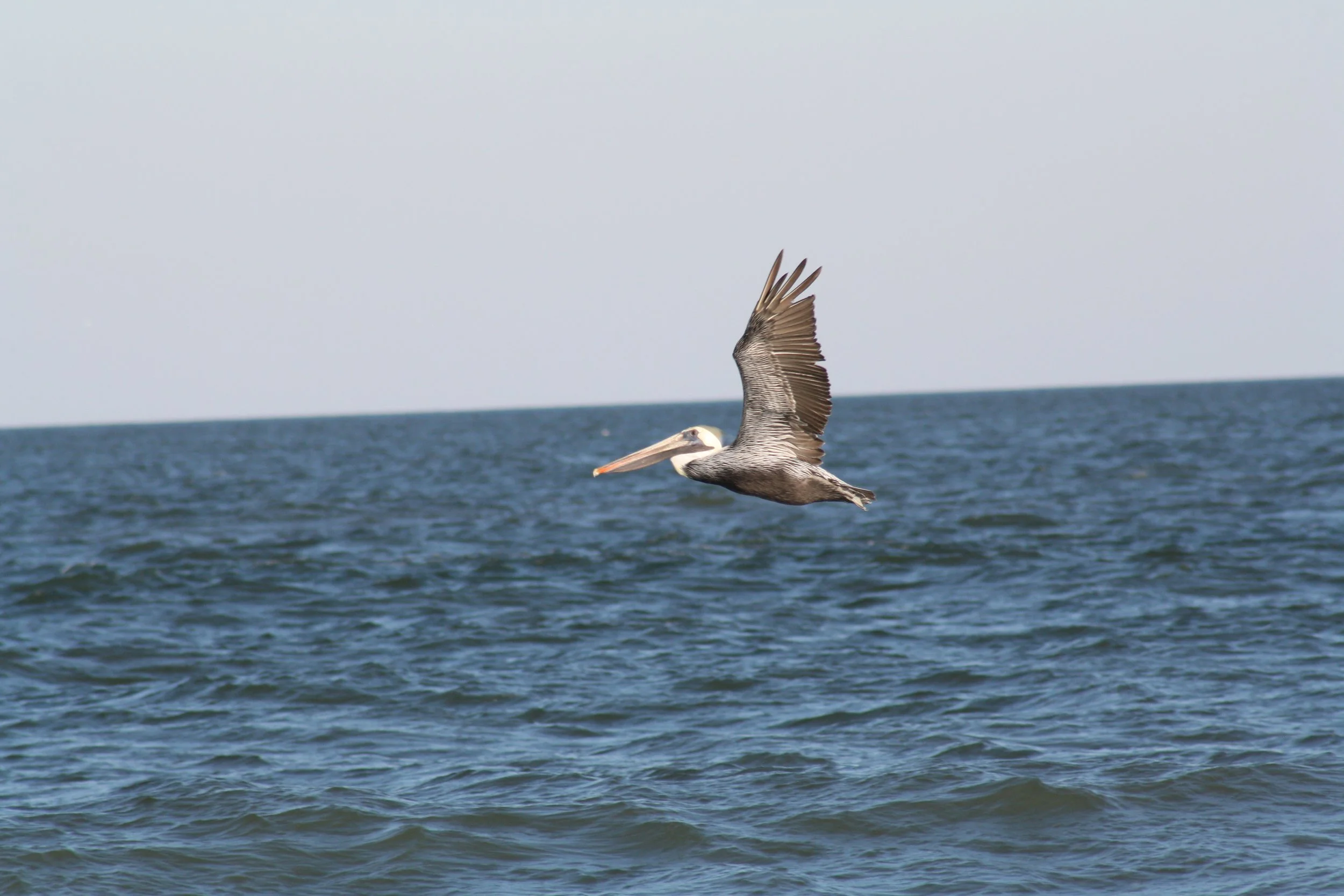 Brown Pelican, Tybee Island, GA, 2025.
